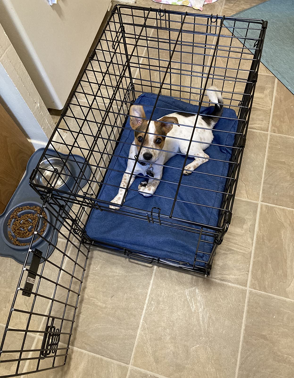 MidWest Homes for Pets Large LifeStages Single Door 42-Inch Folding Dog Crate, Enhanced Security, Includes Leak-Proof Pan, Divider Panel, Handle, Rubber Feet customer photo 1