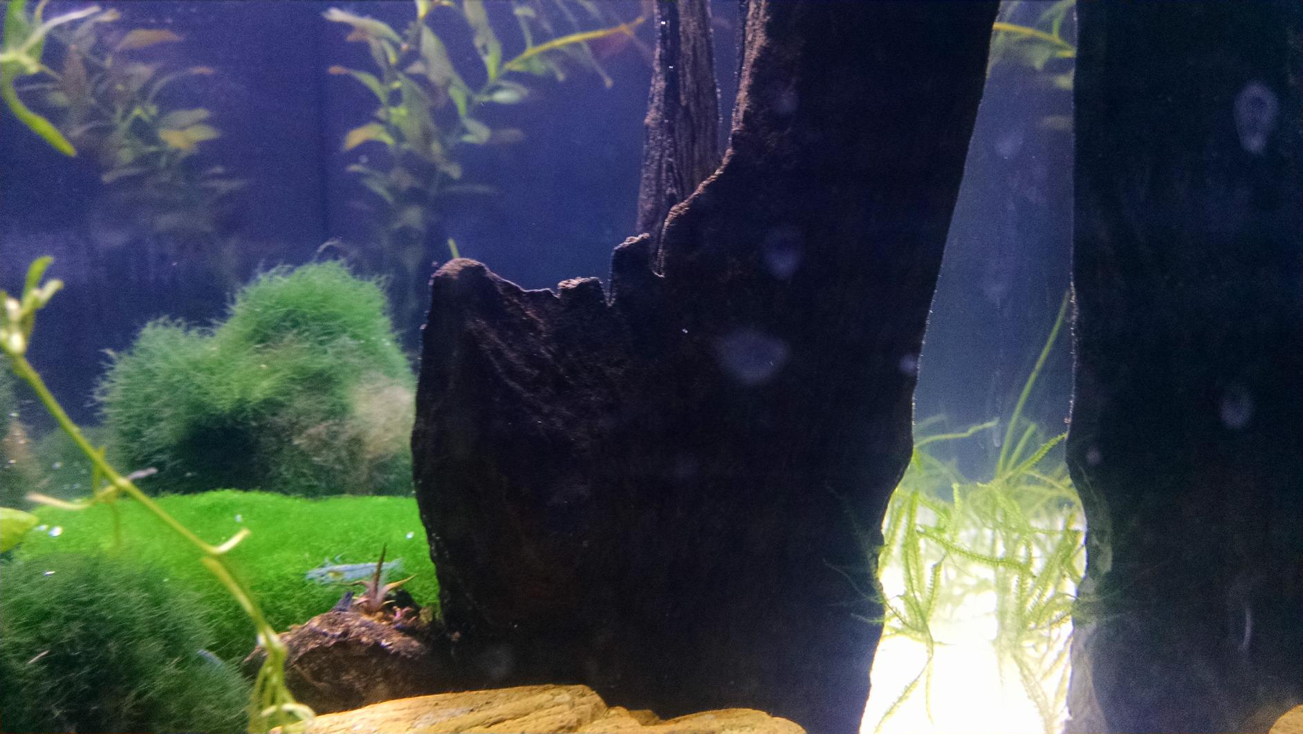 Fluval SPEC Freshwater Aquarium Kit, Aquarium with LED Lighting and 3-Stage Filtration, 2.6 Gallon, Black customer photo 1