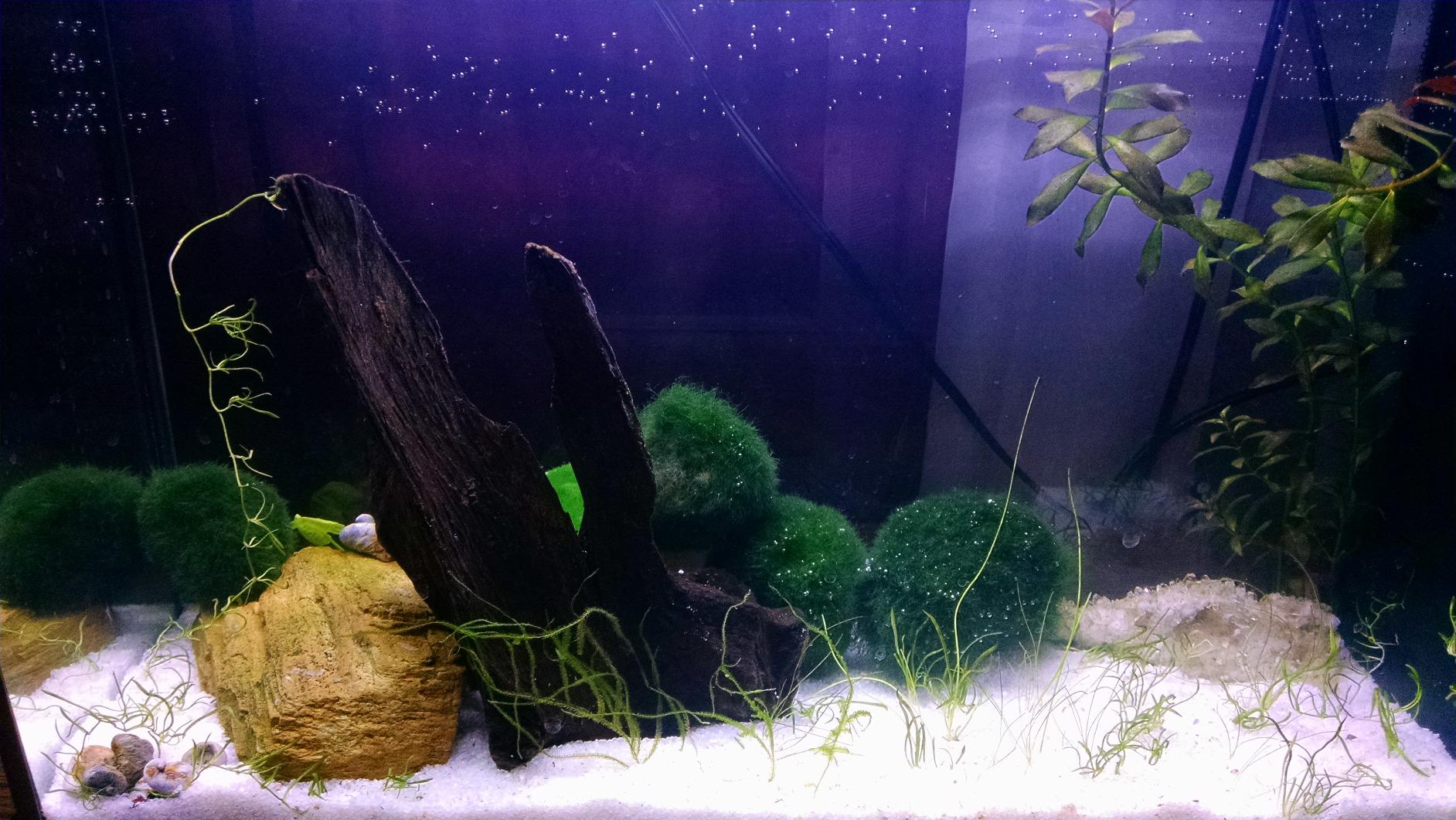 Fluval SPEC Aquarium Kit, 5 Gallon, White | Aquarium with LED Lighting and 3-Stage Filtration customer photo 1