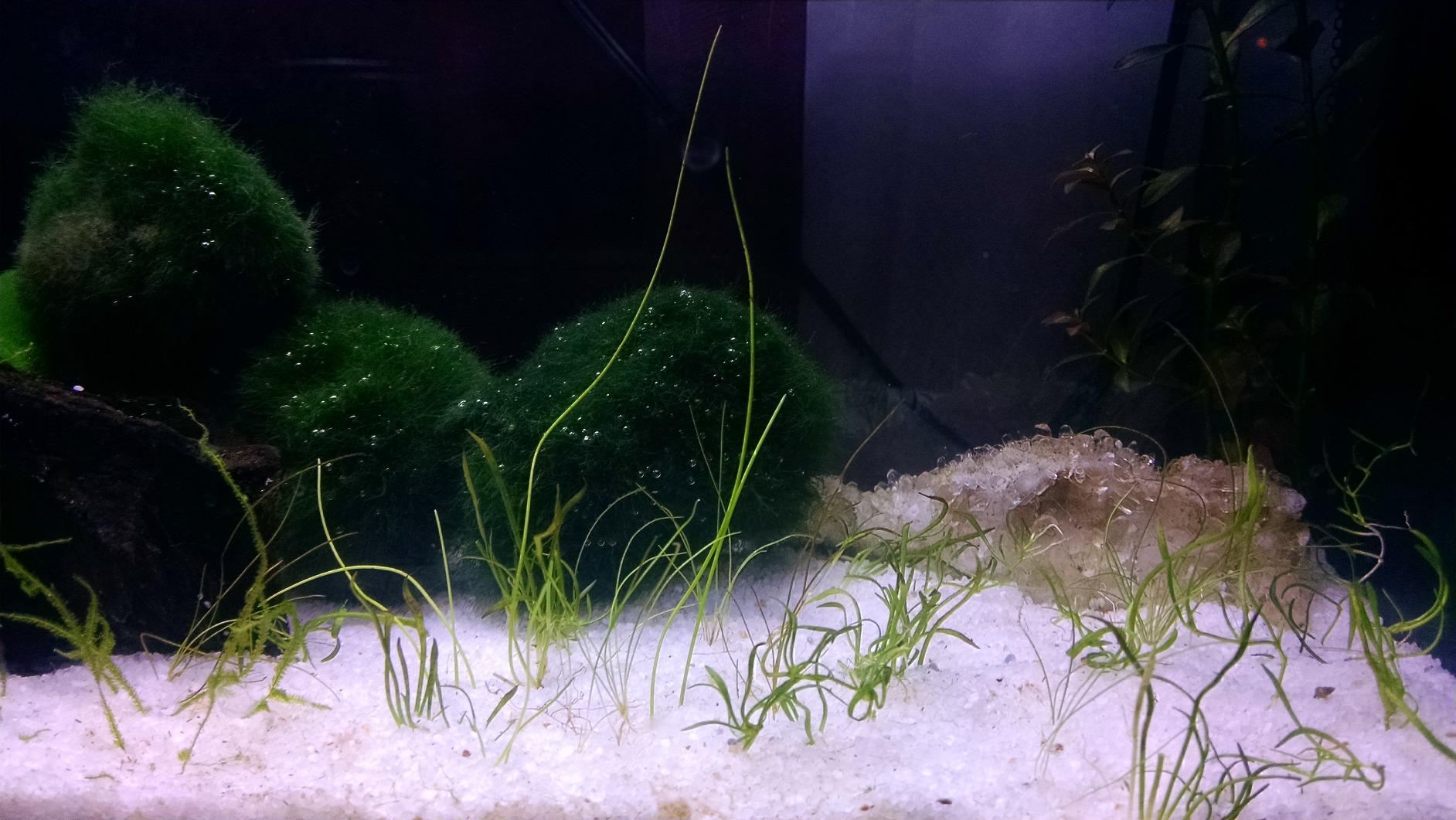 Fluval SPEC Aquarium Kit, 5 Gallon, White | Aquarium with LED Lighting and 3-Stage Filtration customer photo 2