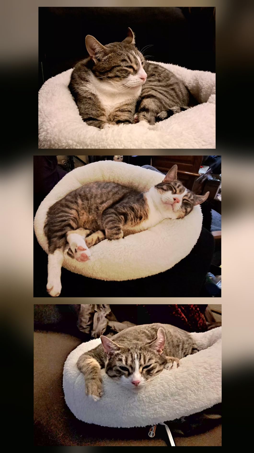 K&H Heated Cat Bed, Thermo-Snuggle Cup Bomber Indoor, Safety Listed, 18x14 | Removable Waterproof Cat Heating Pad, Soft Pet Bed for Large Indoor Cats and Small Dogs, Machine Washable, 4W, Gray customer photo 1