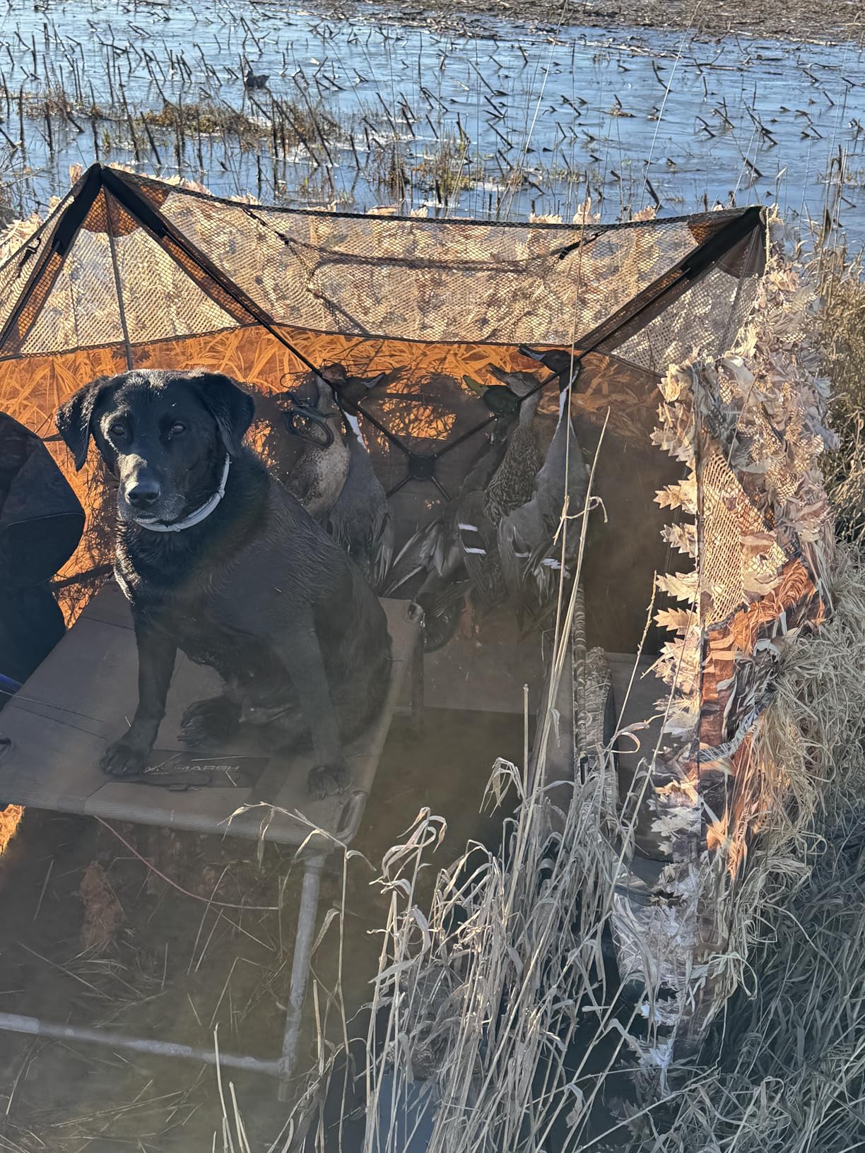 AUSCAMOTEK Pop Up Ground Blind for Deer Duck Turkey Hunting Portable Quick Setup Lightweight Green/Brown/Dry Grass Ground Peg Included customer photo 2
