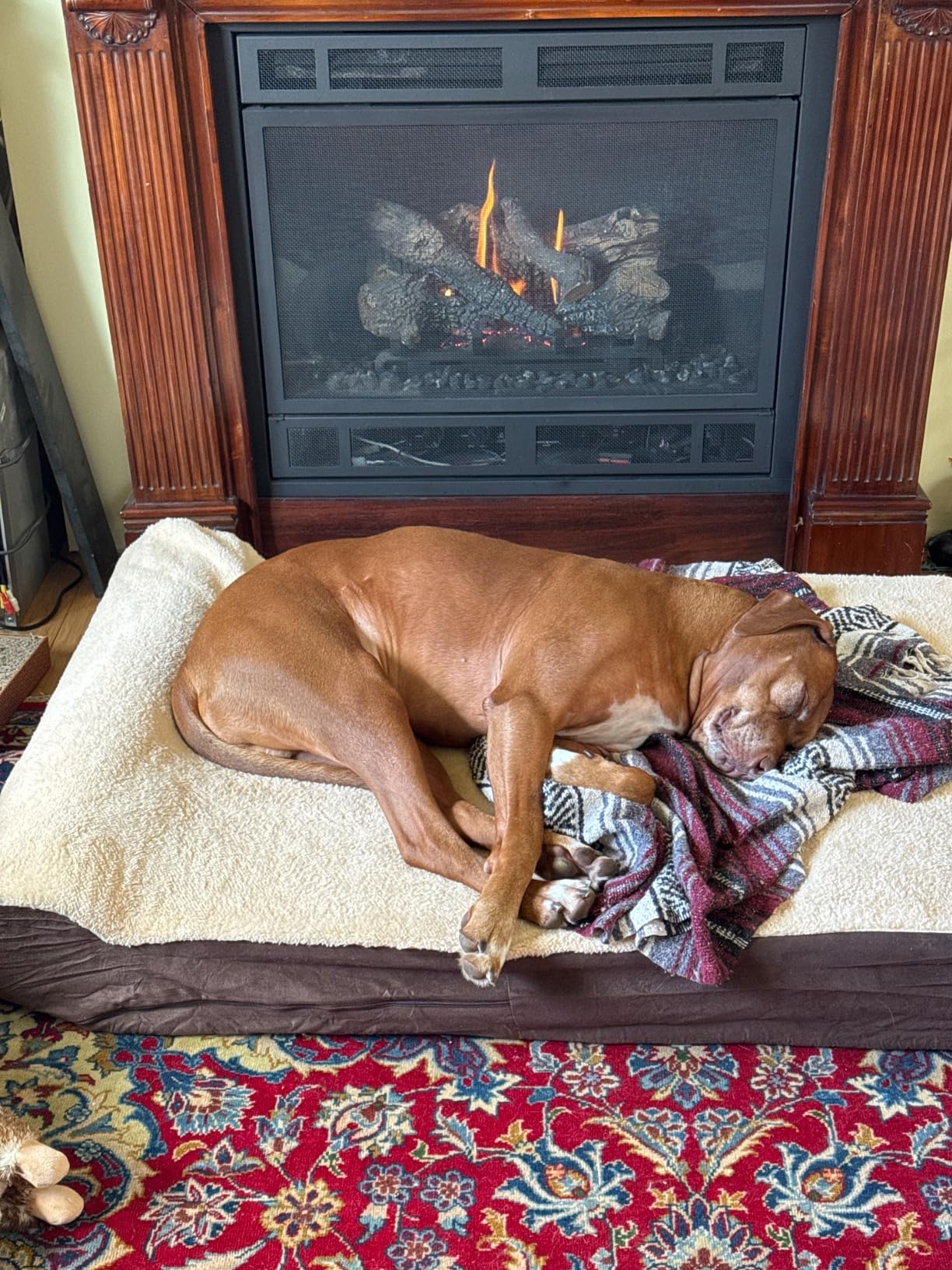 KOPEKS Jumbo Orthopedic Dog Bed - 7-inch Thick Memory Foam Pet Bed with Pillow with Removable Cover & Free Waterproof Liner - for Large Breed Dogs, XL, Brown-Plush Top customer photo 1