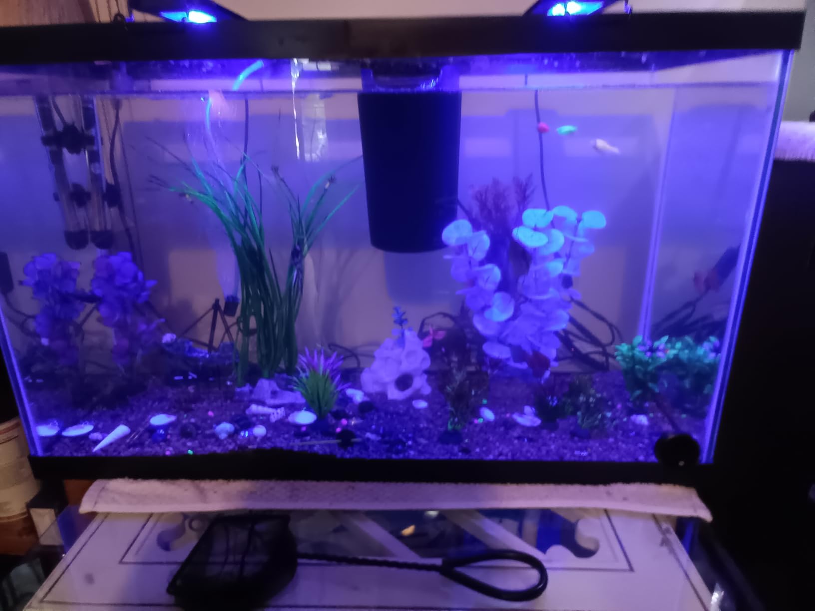 Tetra Glass Aquarium 5.5 Gallons, Rectangular Fish Tank customer photo 2