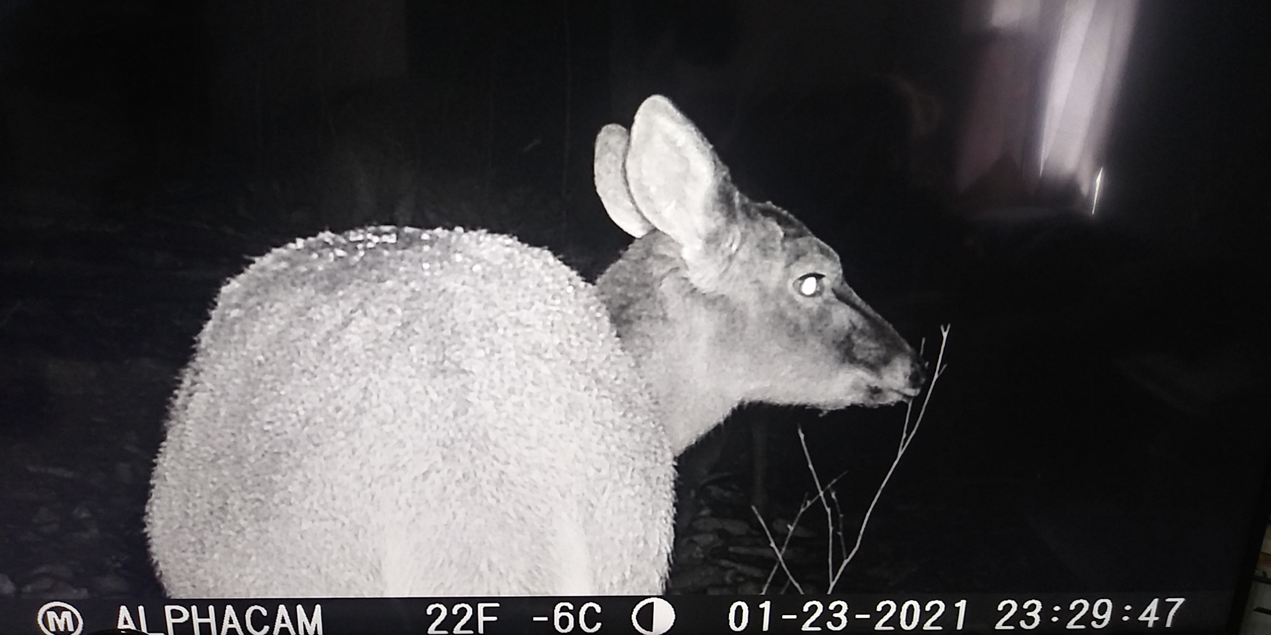 Bushnell No Glow Dual Lens Outdoor Hunting Trail Camera - 30MP, 1080p 30fps, IP67 Waterproof, Ultra Fast Motion Trigger Speed, 2.4