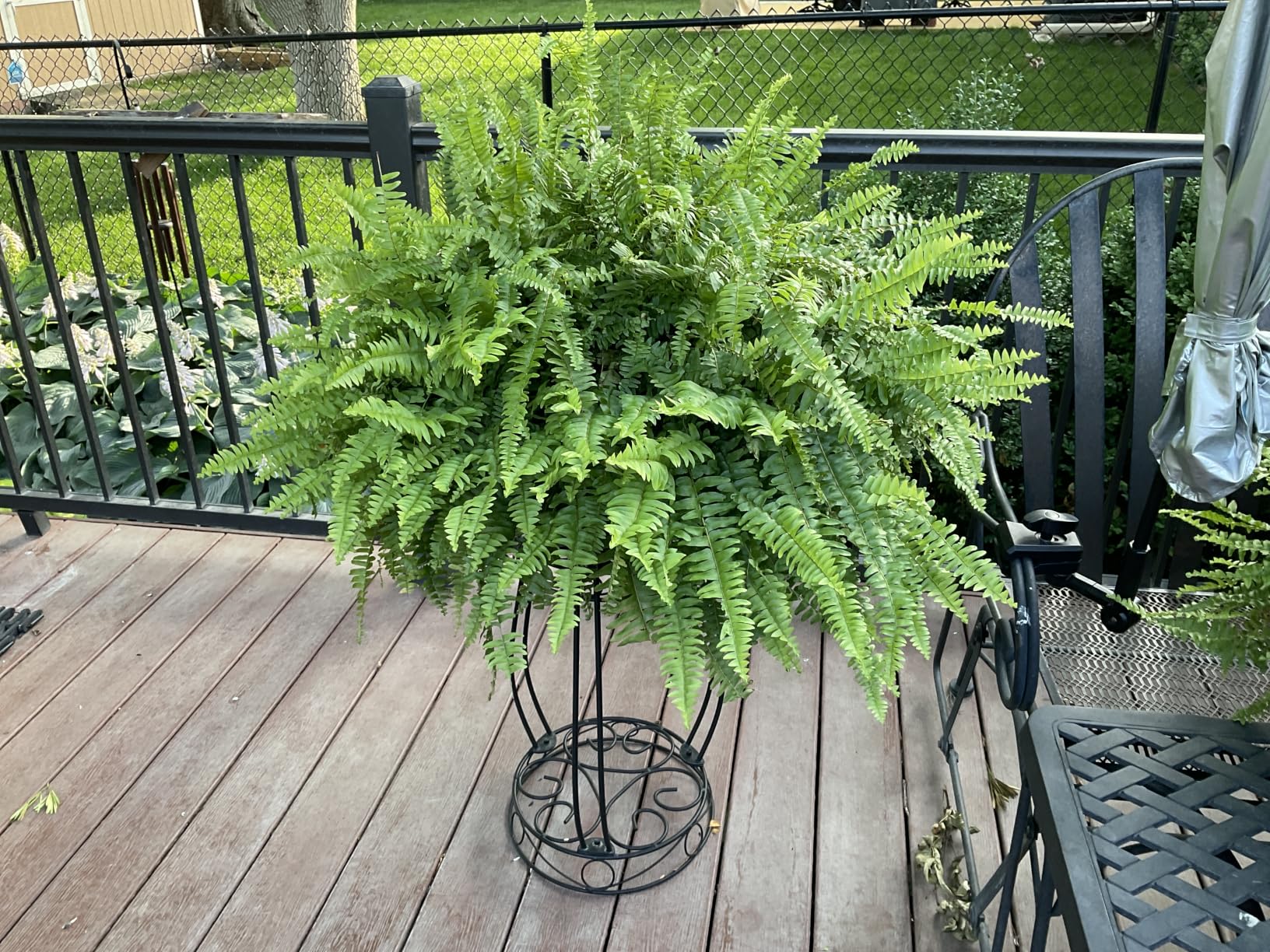 TREEZITEK 11.8 inches Diameter Tall Metal Plant Stand for Indoor or Outdoor,Heavy Duty Flower Pot Stand Rack Holds Big Heavy Plants,Black (18.9 INCHES TALL) customer photo 1