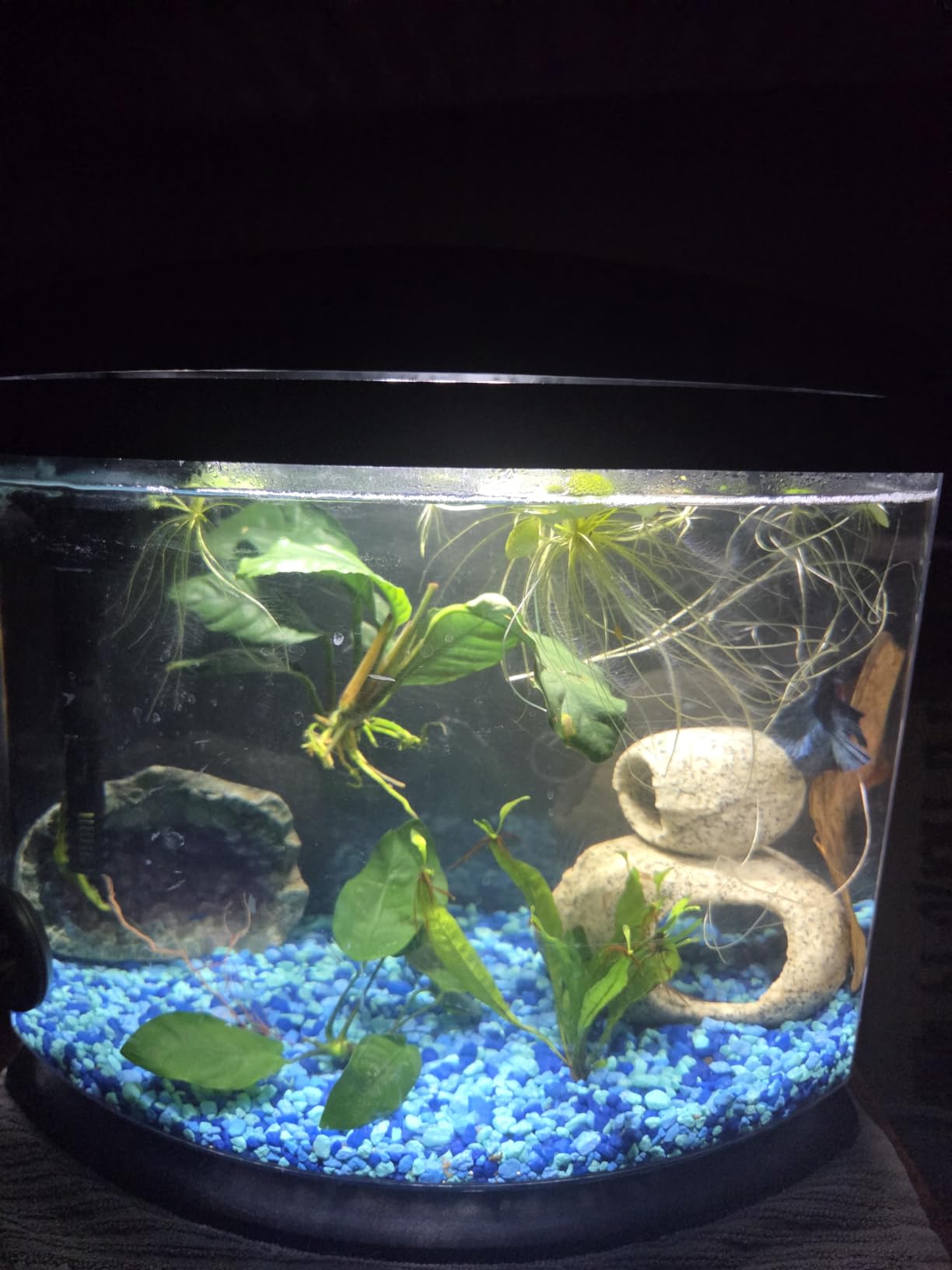Aqueon LED MiniBow Small Aquarium Fish Tank Kit with SmartClean Technology, Blue, 1 Gallon customer photo 2