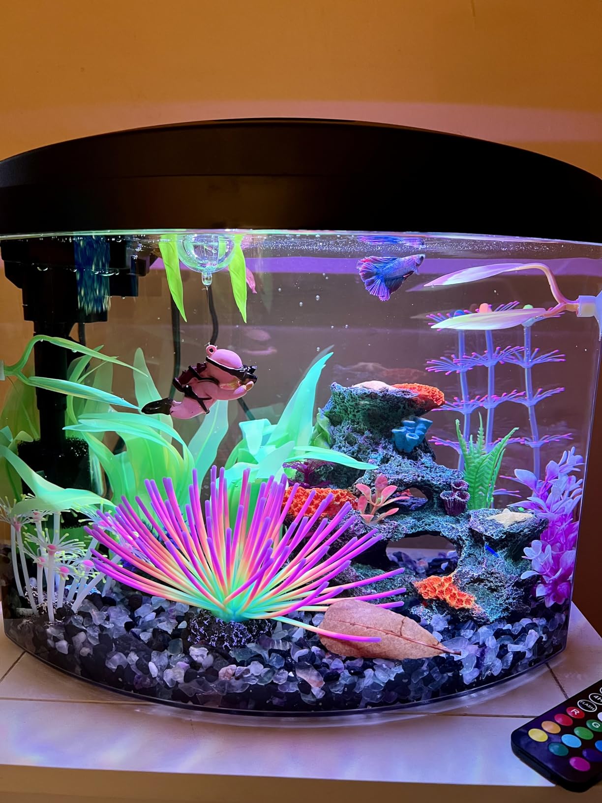 Aqueon LED MiniBow Small Aquarium Fish Tank Kit with SmartClean Technology, Black, 5 Gallon customer photo 1