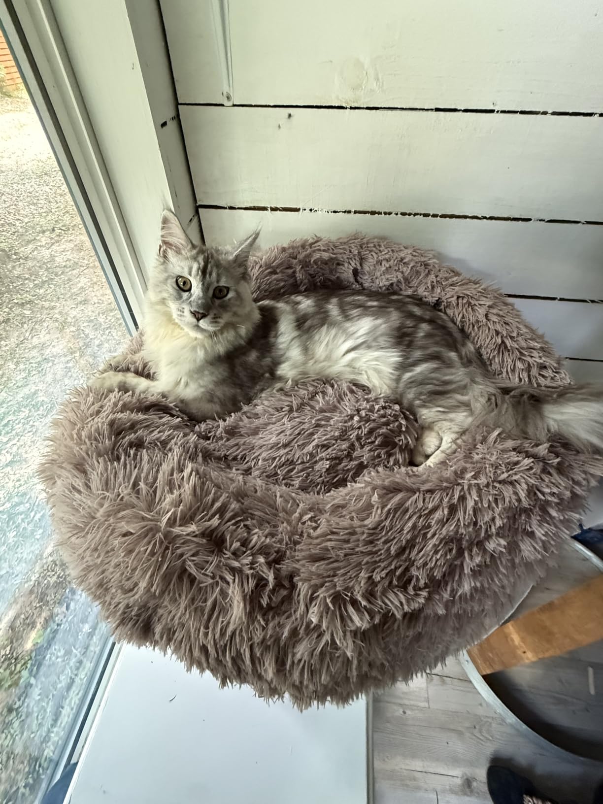 WESTERN HOME WH Calming Soft Round Dog & Cat Bed, Anti-Anxiety Donut Cuddler Warming Cozy Fluffy Faux Fur Plush Cushion Bed for Small Medium Dogs and Cats (20