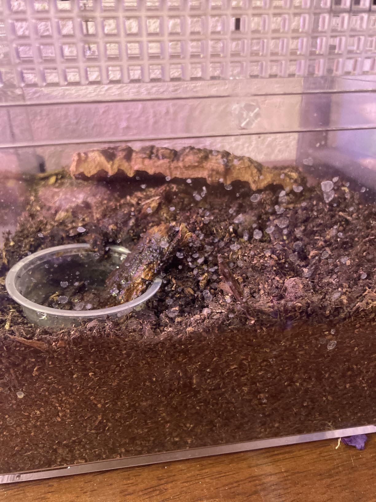 Reptile Growth Mini Reptile Terrarium, 12
