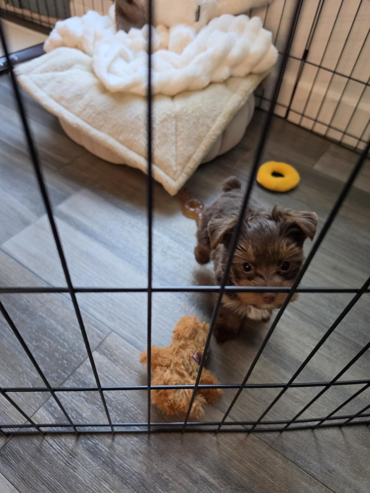 New World by MidWest Homes for Pets 18-Inch Exercise Pen, for Indoor and Outdoor use, 16 Sq Feet of Play, Folding Dog Pen, No Door Design for Maximum Security, Easy to Set Up, Foldable Pet Playpen customer photo 2