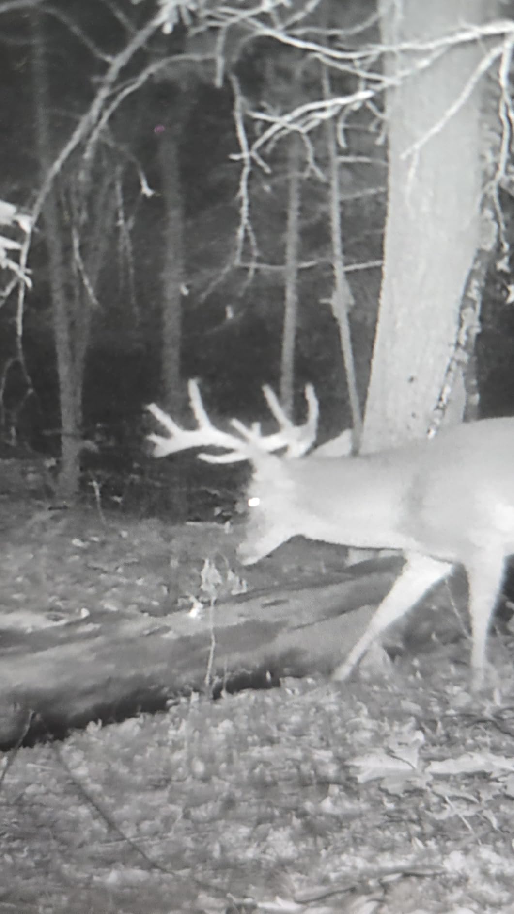 GardePro E5S Trail Camera (Non-Cellular, Non-WiFi) - 64MP Photo & 1296P HD Video, 0.1s Trigger, 100ft No-Glow Night Vision, Motion Activated Wildlife Camera for Backyard and Property Monitoring customer photo 1