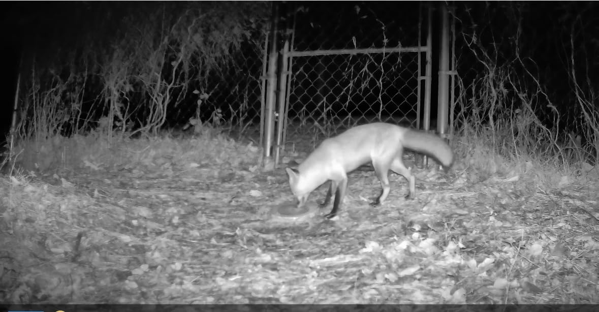 GardePro E5S Trail Camera (Non-Cellular, Non-WiFi) - 64MP Photo & 1296P HD Video, 0.1s Trigger, 100ft No-Glow Night Vision, Motion Activated Wildlife Camera for Backyard and Property Monitoring customer photo 2