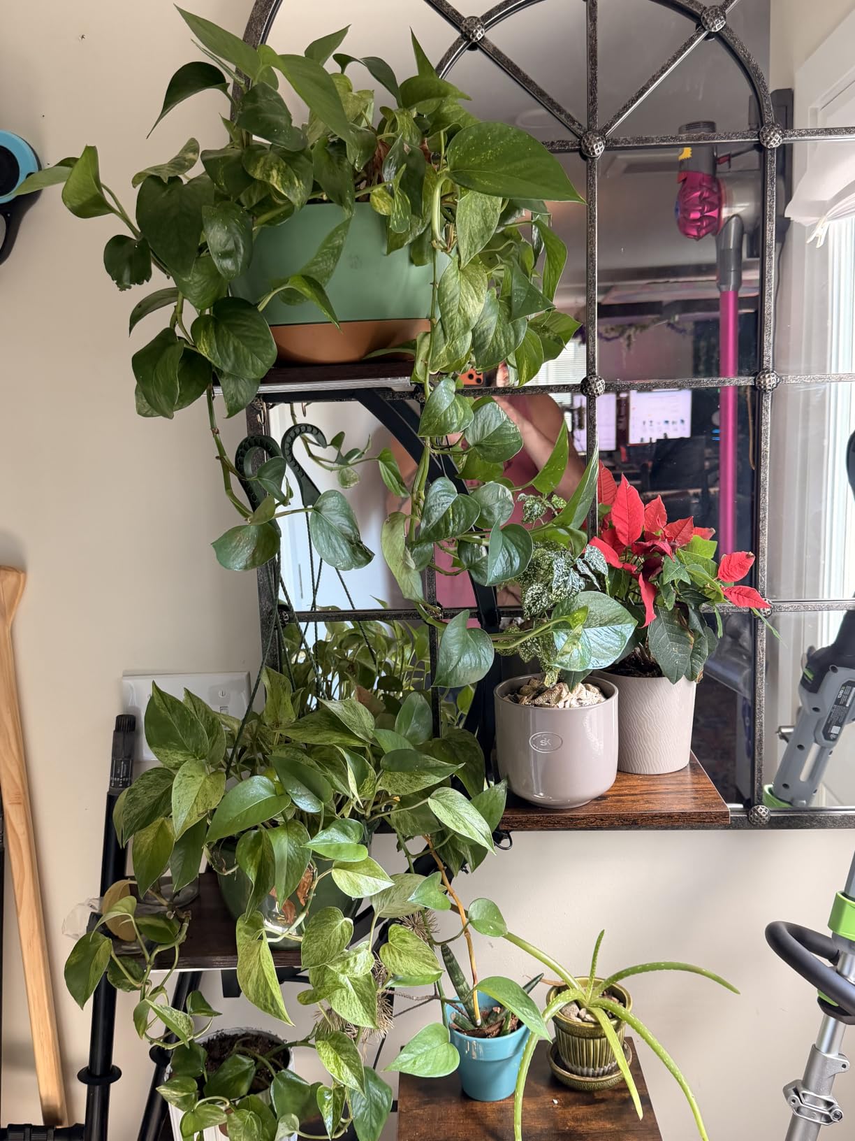 Plant Stand with Grow Lights for Indoor Plants, 8-Tiered Tall Corner Plant Shelf with Full Spectrum Light, S-Shaped Space-Saving Narrow Flower Holder, Anti-Tip for Living Room Bedroom Office, Brown customer photo 2