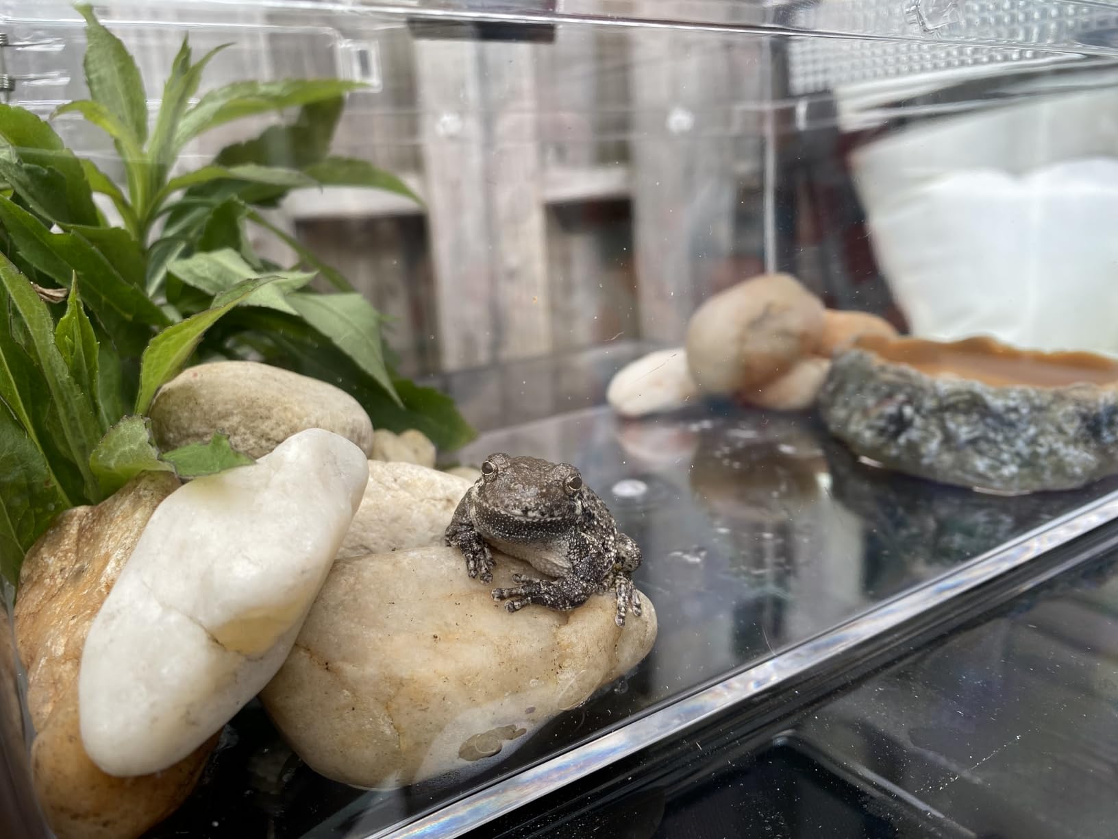 Mini Reptile Terrarium Set, 11.8