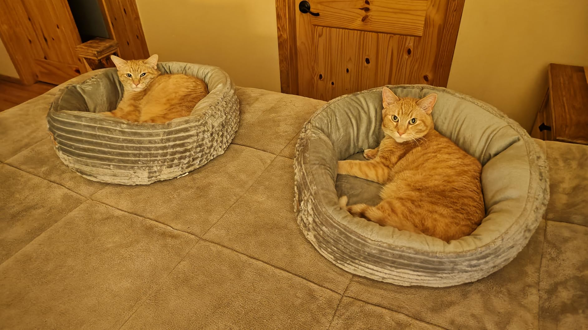 Heated Cat Bed for Indoor Cats, 20'' Electric Cat Heated Bed Pet Warming Bed for Cats and Small Dogs, Washable Calming Round Donut Pet Bed with Heating Pad, Indoor Use customer photo 2