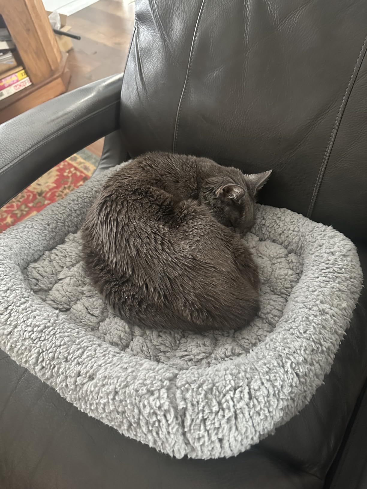 Mora Pets Self Warming Cat Bed Self Heating Pet Pad with Bolster and Foam Washable Removable Cover Non Slip Thermal Sherpa Fabric Pet Mat Grey 23 Inch customer photo 1