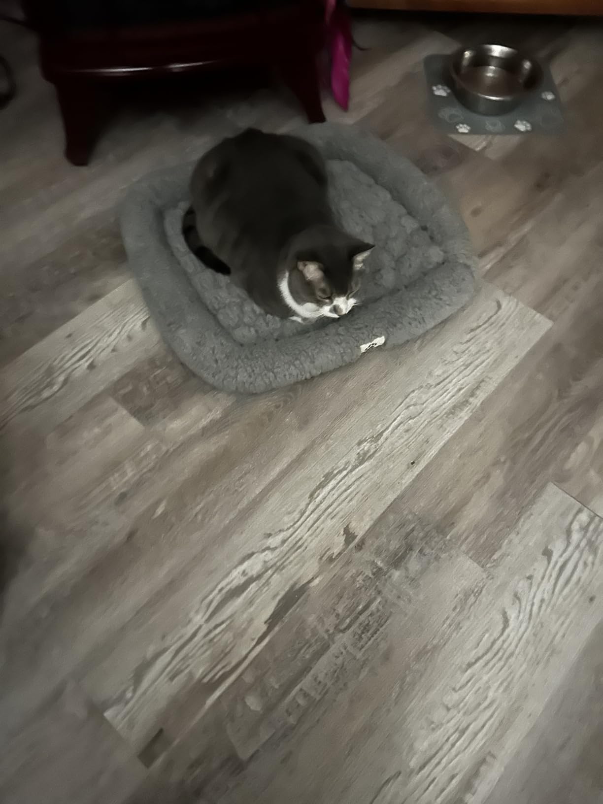 Mora Pets Self Warming Cat Bed Self Heating Pet Pad with Bolster and Foam Washable Removable Cover Non Slip Thermal Sherpa Fabric Pet Mat Grey 23 Inch customer photo 2