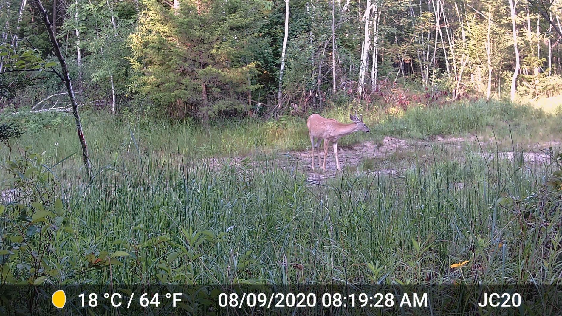 GardePro A3S 2-Pack Trail Camera (Non-Cellular, Non-WiFi) - 64MP Photo & 1296P HD Video, 0.1s Trigger, 100ft No-Glow Night Vision, Enhanced Low-Light Performance, Motion Activated Wildlife Camera customer photo 1