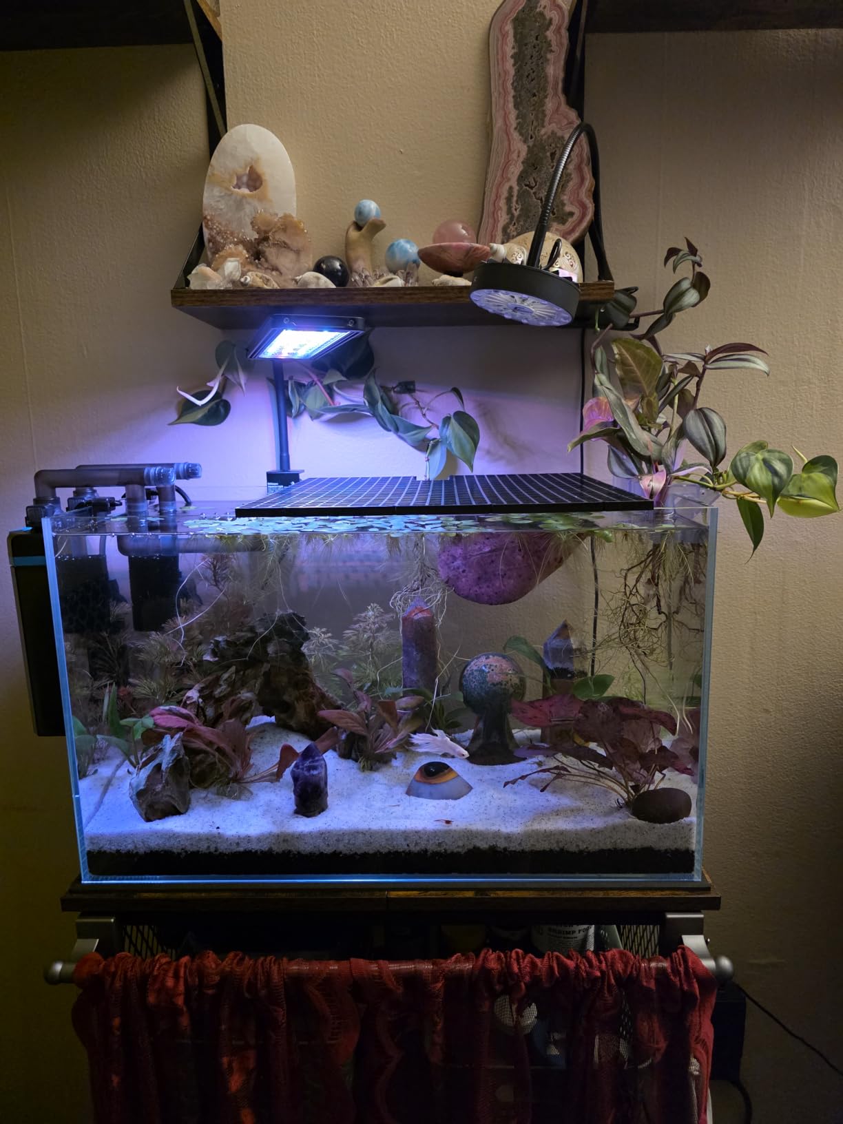 Vimvins 3 Gallon Glass Fish Tank, Easy to Maintain Small Aquarium for Betta/Goldfish/Snails/Shrimp and Aquatic Planting customer photo 1