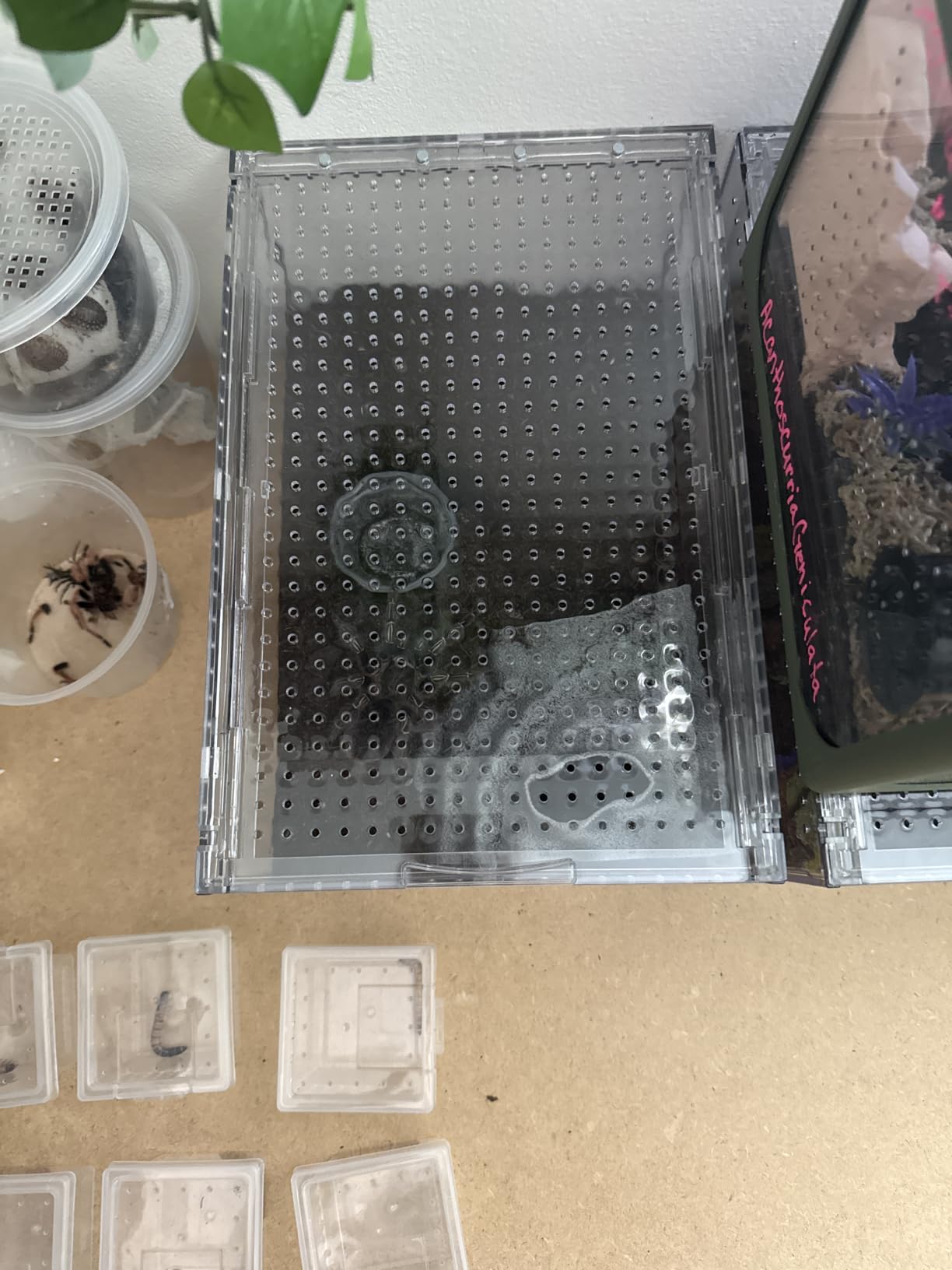 AZV Escape Proof Tarantula Enclosure, Polycarbonate Hermit Crabs Tank Large | Reptile Cage with Magnetic Lid, Ventilated Spider Terrarium, 360 Clear View for Gecko, Frogs, Insects customer photo 2