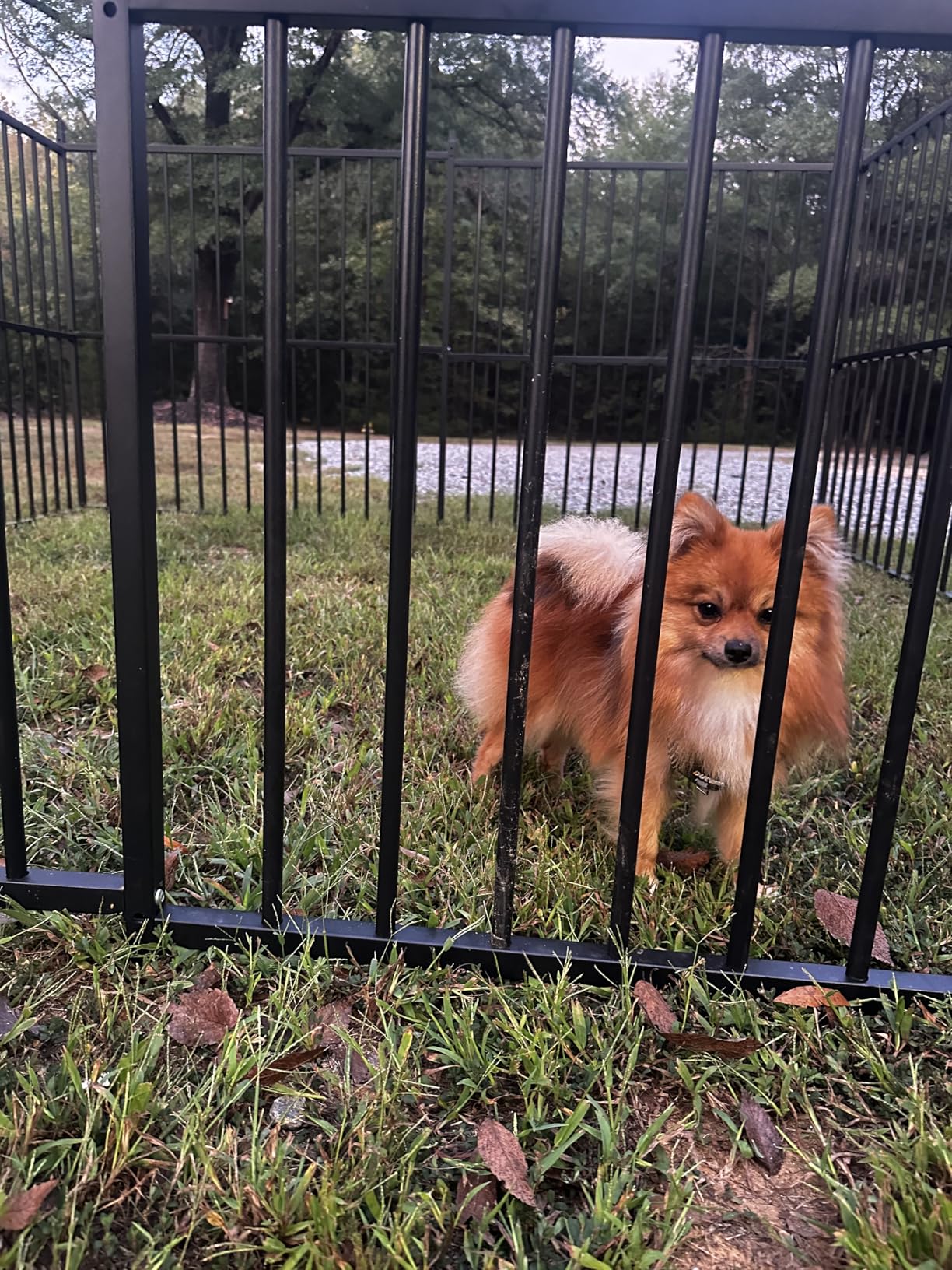 Large Outdoor Dog Kennel with Waterproof Cover, Large Dog House with Feeding Doors, Heavy Duty Dog Enclosures for Garden Backyard Courtyard (10x10x7FT) customer photo 1