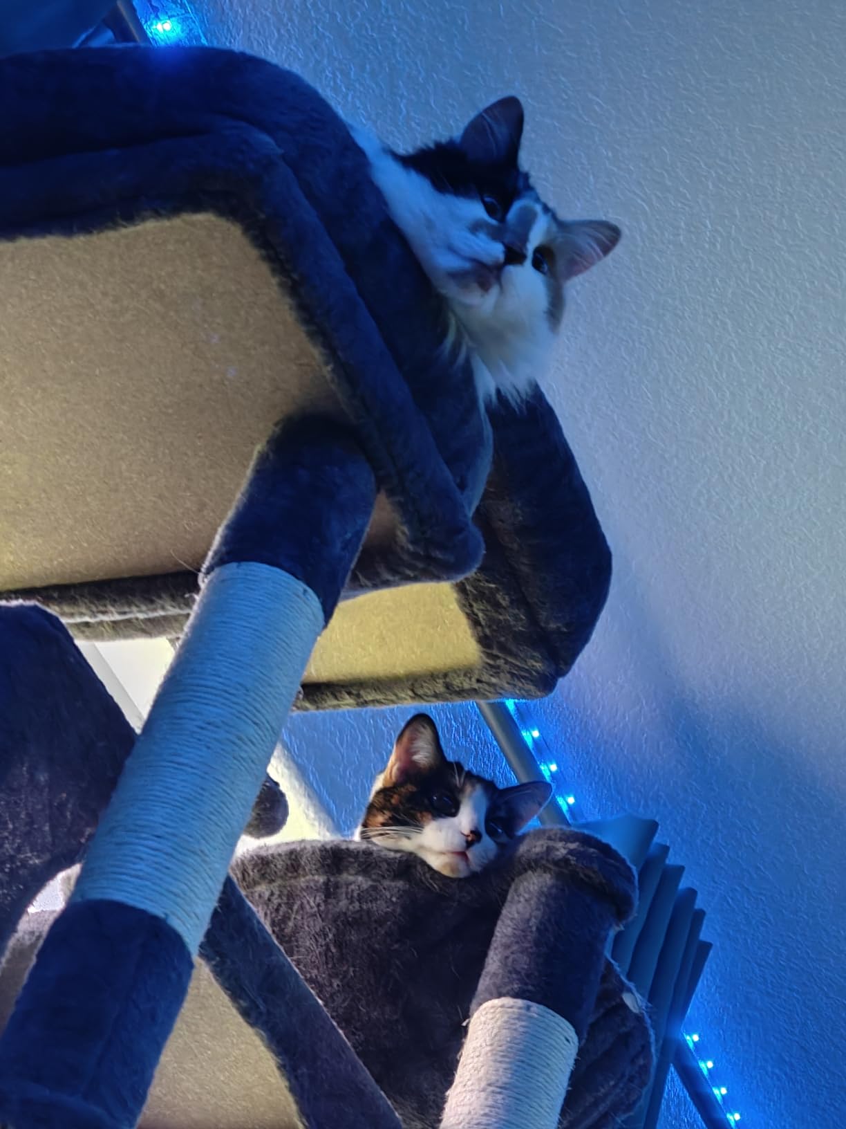Globlazer XXL Giant Cat Tree, 83-Inch Heavy Duty Tall Cat Tower for Large Adult Cats with 8 Scratching Posts, Hammock, 2 Cat Caves and 2 Platforms, F83B customer photo 1