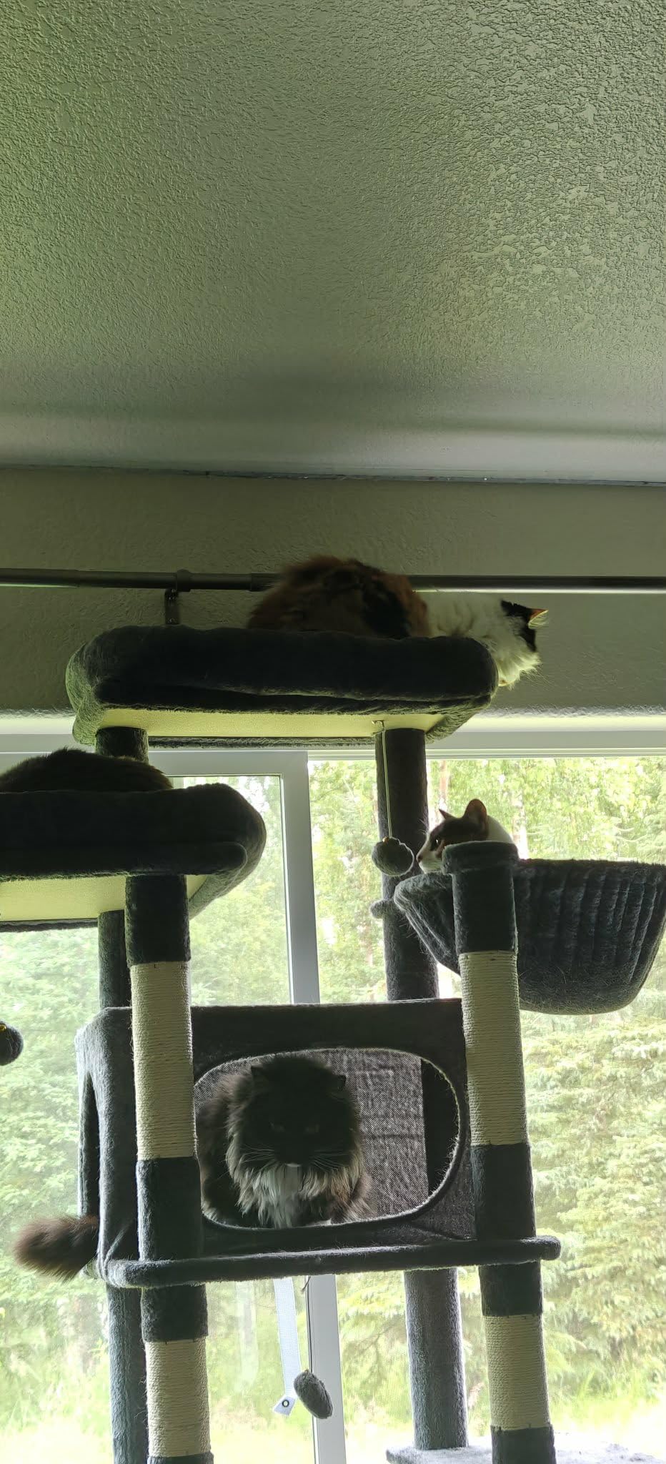 Globlazer XXL Giant Cat Tree, 83-Inch Heavy Duty Tall Cat Tower for Large Adult Cats with 8 Scratching Posts, Hammock, 2 Cat Caves and 2 Platforms, F83B customer photo 2