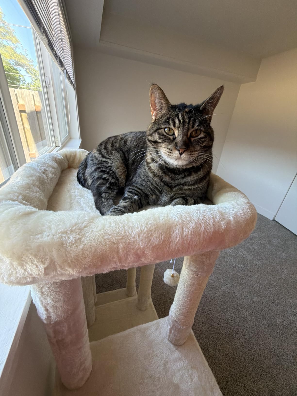 Heybly Cat Tree, 71-Inch Tall Cat Tower for Large Maine Coon Cats HCT037G with Extra-Large Baseboard, Multi-Level Platforms, 2 Hammocks and 12 Scratching Posts customer photo 1