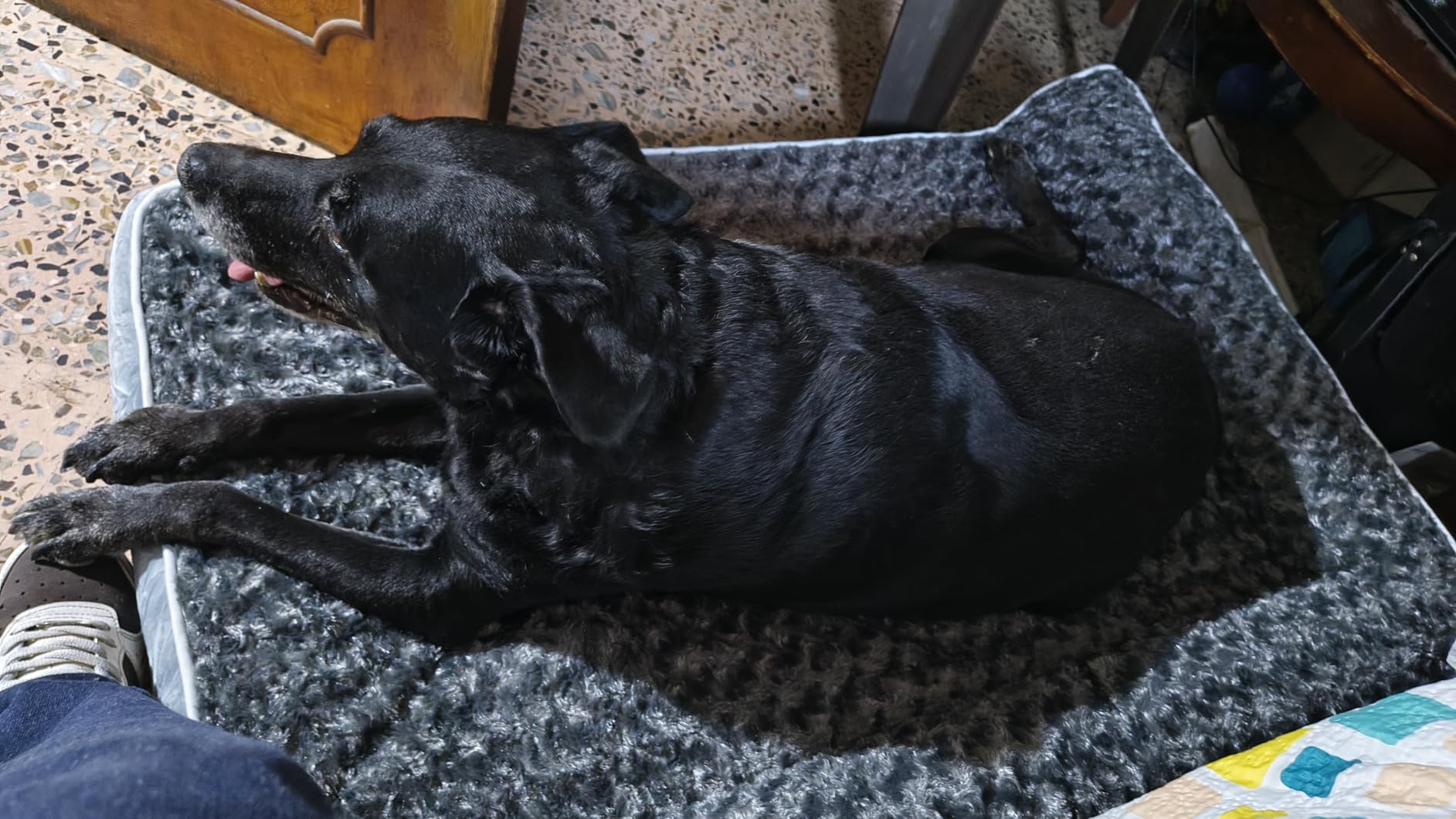 Dog Bed Large Sized Dogs, Orthopedic Dog Bed for Large Dogs, Waterproof Pet Bed with Washable Removable Cover, L-Shaped Pet Couch with Portable Handle 36