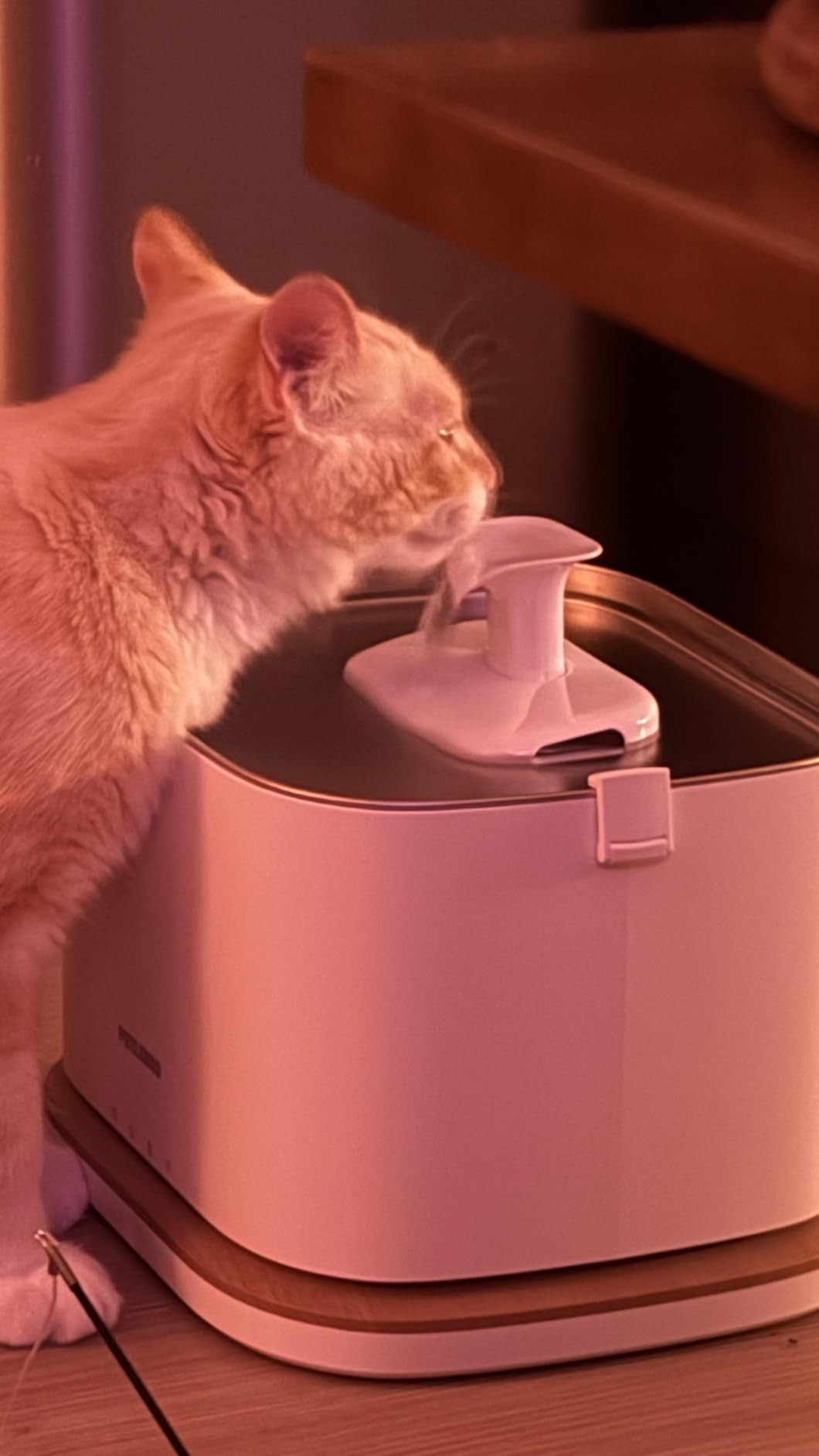 PETLIBRO Upgrade Cat Water Fountain, Cordless Cat Fountain Battery Operated, App Monitoring 3L/101oz Dockstream 2 Pet Water Fountain with Stainless Steel Tray, 5GHz WiFi Dog Water Bowl Dispenser customer photo 2