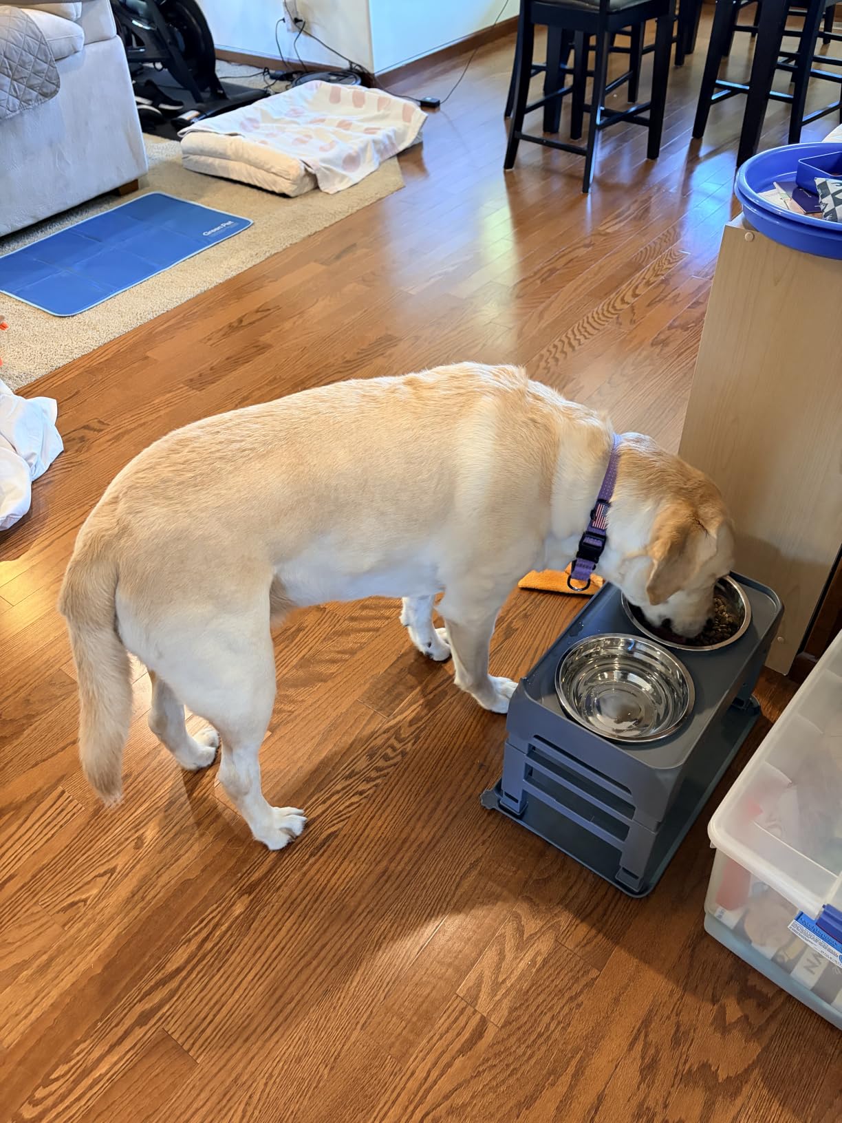 Elevated Dog Bowls for Large Dogs 5 Adjustable Heights 7.5