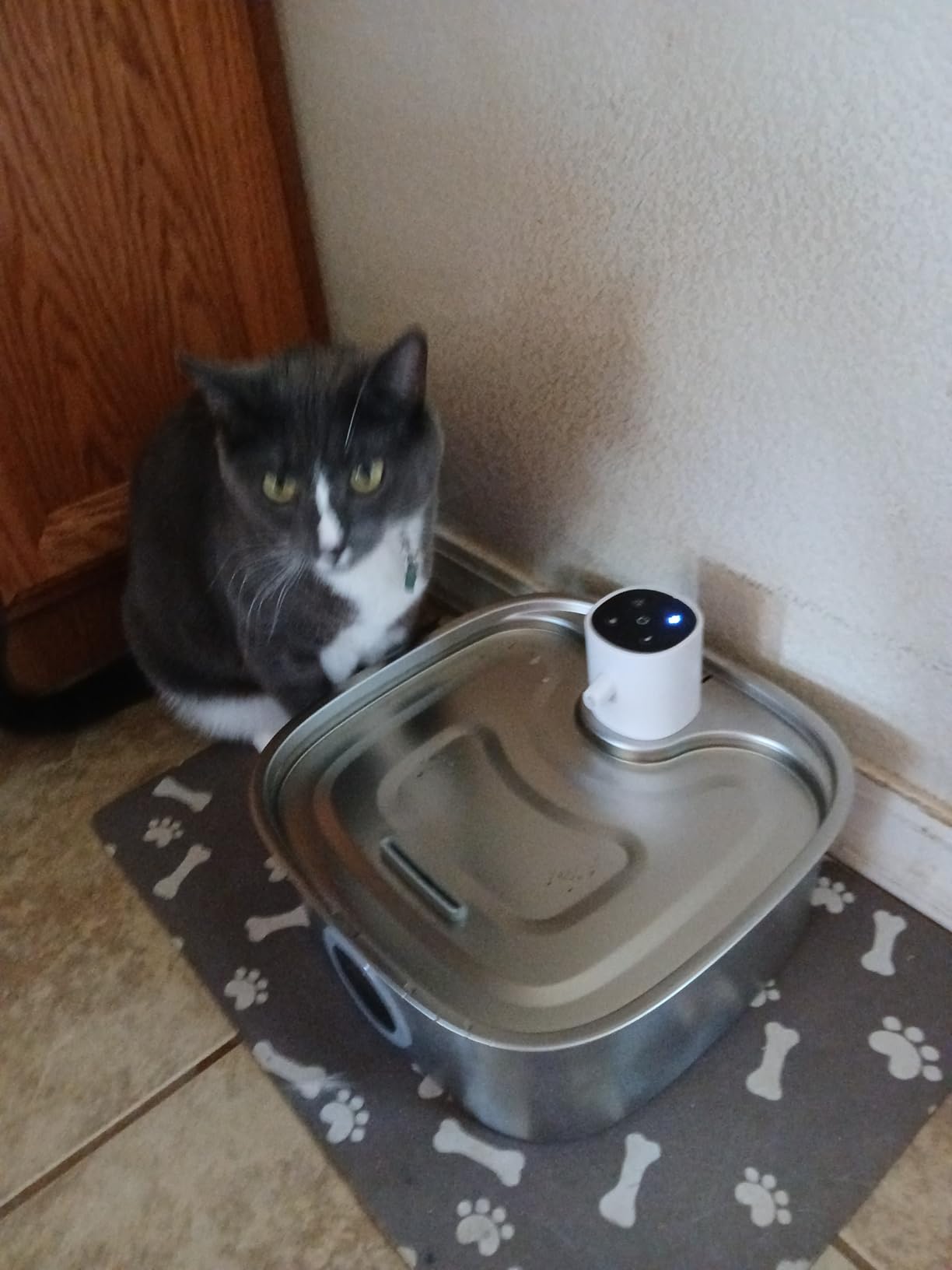 Cordless Wider Tray Dog Water Fountain, 5000mAh Battery Operated Dog Water Bowl Dispenser with 3 Motion Sensor, FEELNEEDY Stainless Steel Pet Water Fountain for Multi-Pets, Easy Setup & Clean, 8L customer photo 2