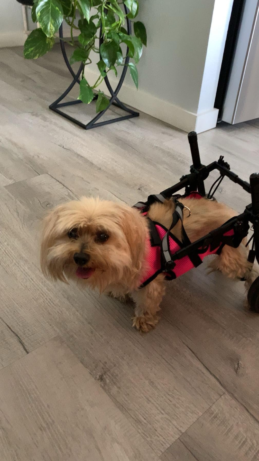 Dog Wheelchair for Back Legs, Dog Wheelchair Cart, Doggy/Cat Wheelchairs with Disabled Hind Legs Walking, Mobility Aids for Small Pets Hind Limbs, Dogs Carts with Wheels, Light Weight customer photo 2