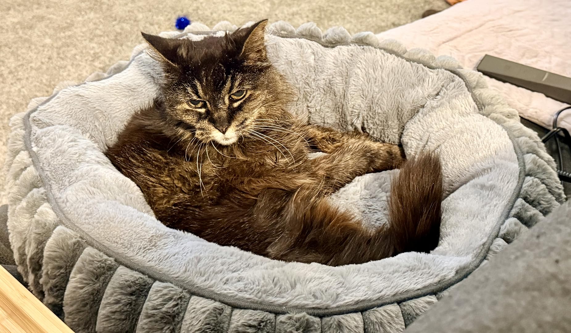 Heated Cat Beds for Indoor Cats and Small Dogs, 20