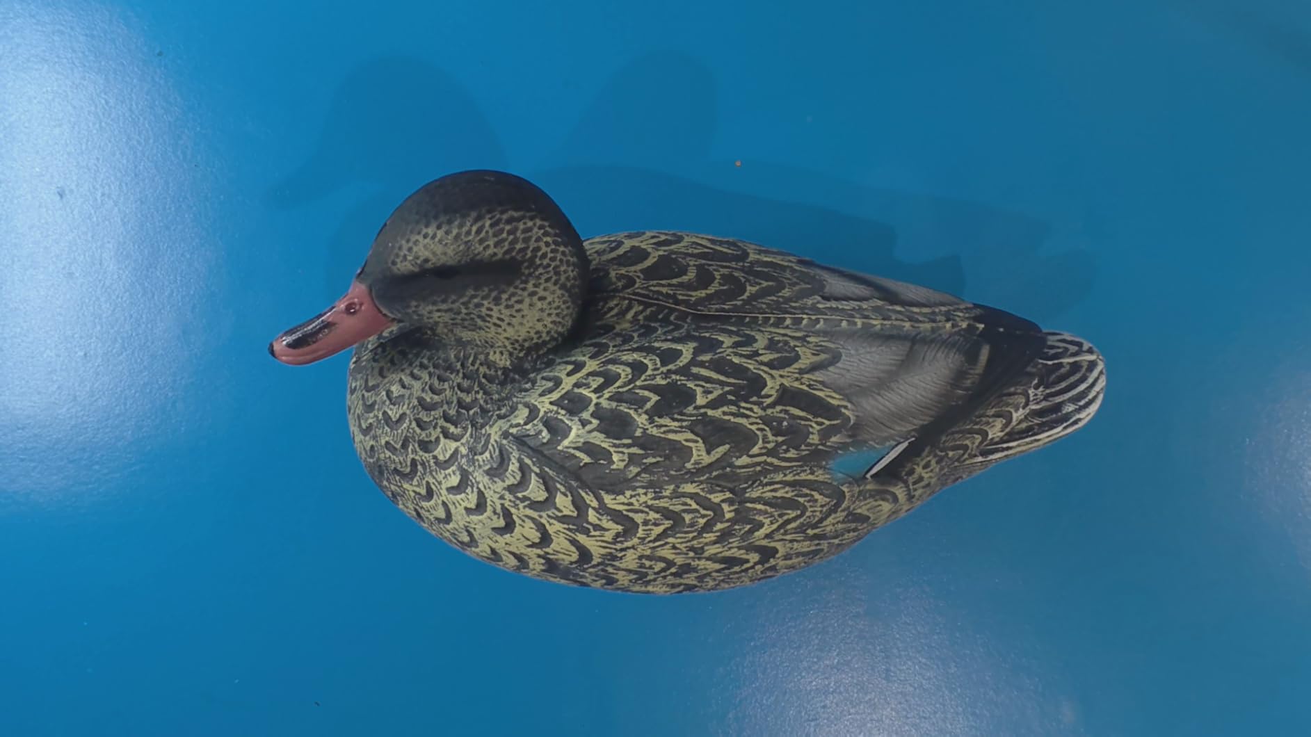 5 PCS Floating Mallard Duck Bait Set - 2 Adult 3 Ducklings, Realistic Resin Floating Duck Bait Home Pack customer photo 1