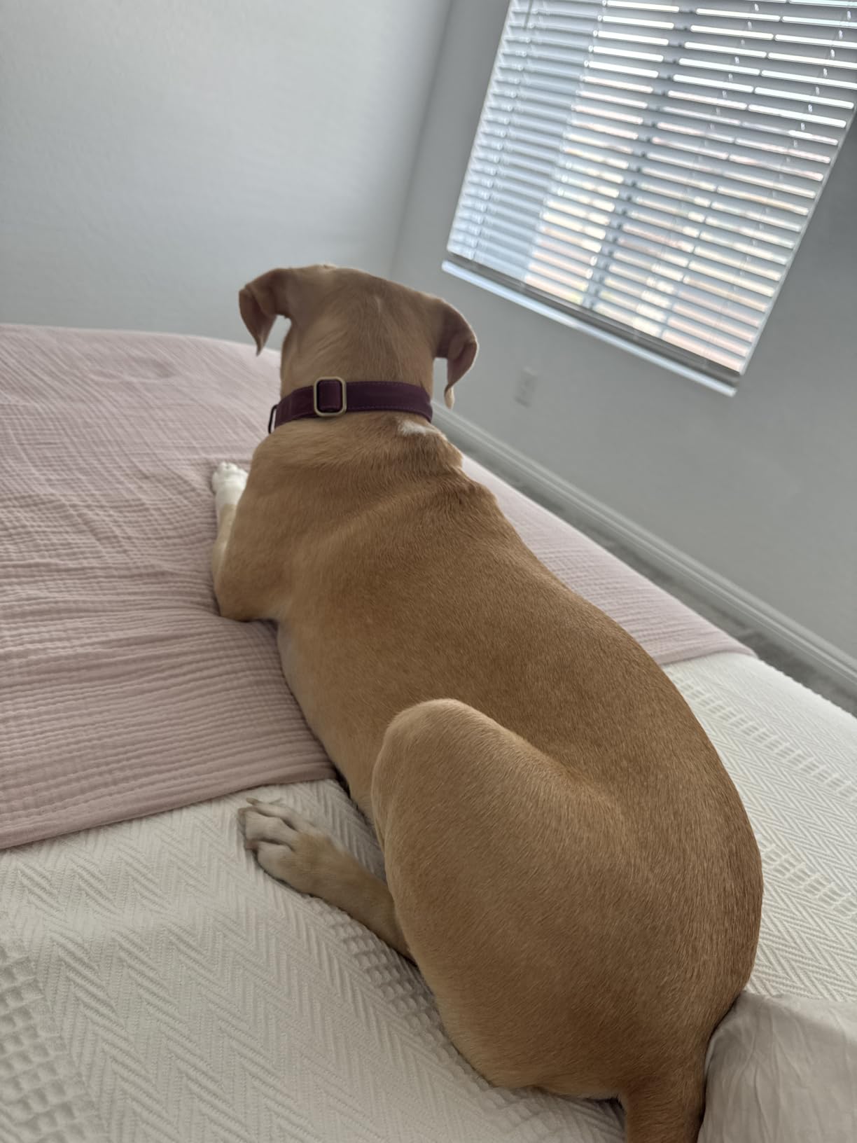 Organic Mattress Queen Size - 14 Inch Hybrid Mattress with Gel Foam Medium to Firm for Hot Sleepers, Edge Support customer photo 1
