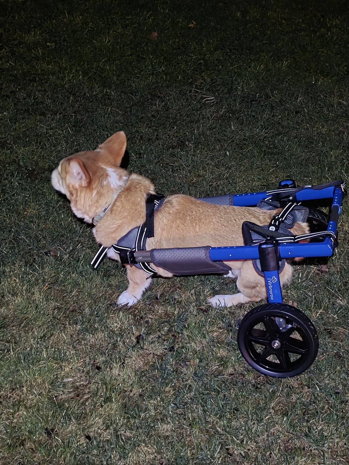 Dog Wheelchair for Back Legs - Adjustable Dog Wheelchair, Aluminum Frame with Padded Harness, All-Terrain Wheels for Medium Dogs, Corgi Dachshund Mobility Support Cart for Back Legs customer photo 1