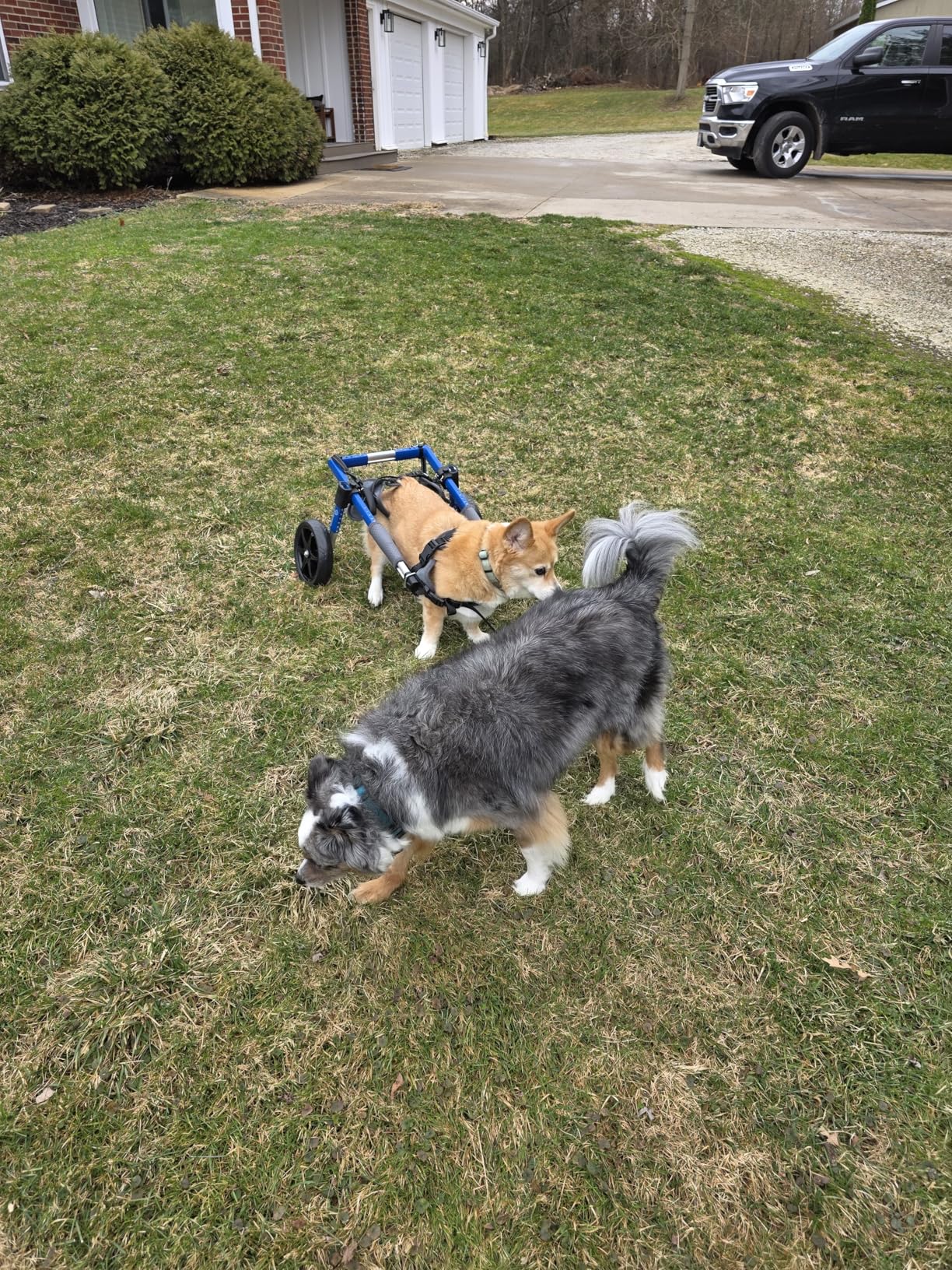 Dog Wheelchair for Back Legs - Adjustable Dog Wheelchair, Aluminum Frame with Padded Harness, All-Terrain Wheels for Medium Dogs, Corgi Dachshund Mobility Support Cart for Back Legs customer photo 2