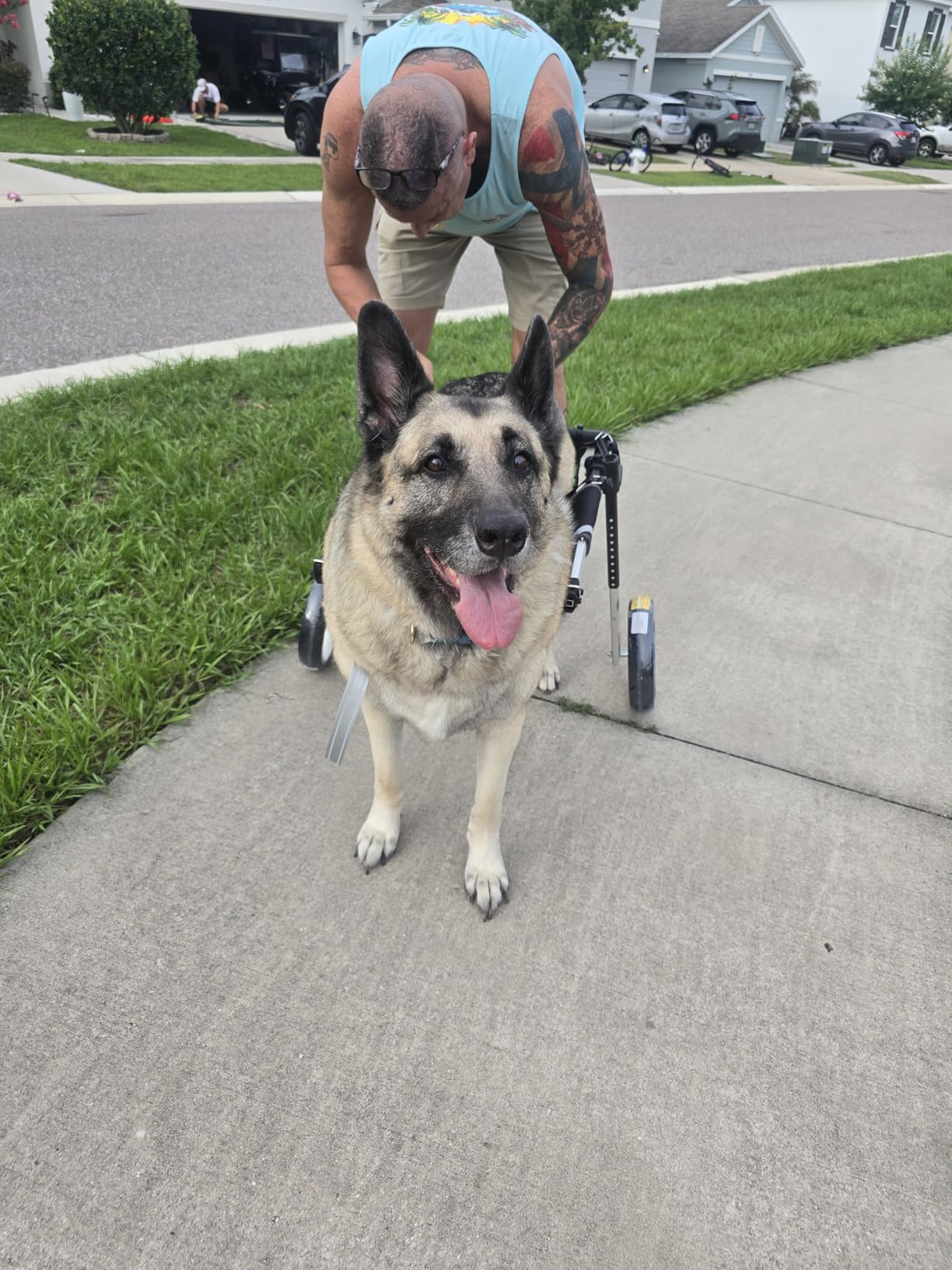 Large Dog Wheelchair for Back Legs with Multi-Function Pet Lift, Wheelchair for Dogs Thickened, Adjustable Back Leg Dog Wheel Chair, Dosg Carts with Wheels for Disabled Hind Legs customer photo 1