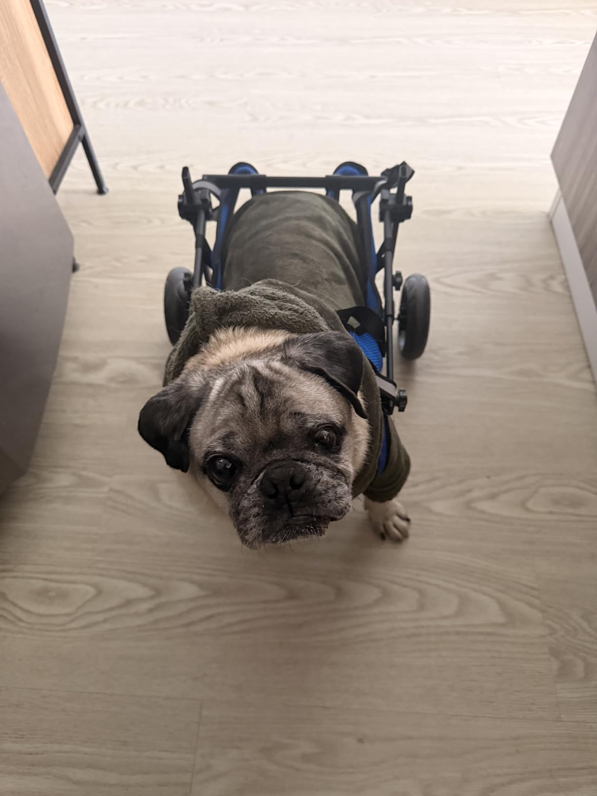 2025 Upgraded Dog Wheelchair for Back Legs Small Wheelchair for Dogs with Disabled Hind Legs Walking Adjustable Dog Carts with Heavy Duty Wheels customer photo 1