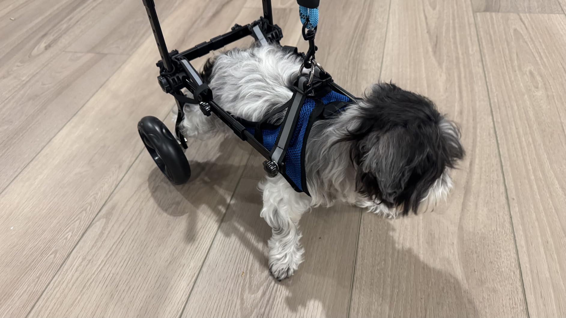 2025 Upgraded Dog Wheelchair for Back Legs Small Wheelchair for Dogs with Disabled Hind Legs Walking Adjustable Dog Carts with Heavy Duty Wheels customer photo 2