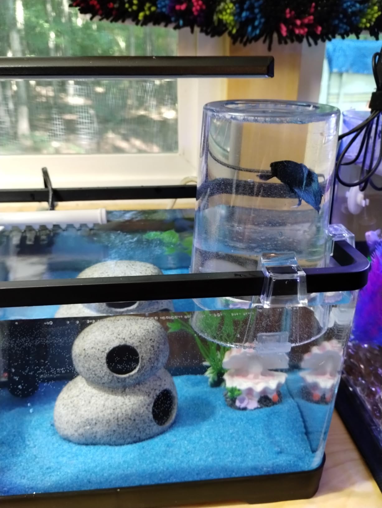 1.7 Gallon Aquarium Starter Kit Complete Small Fish Tank with LED Light & Quiet Filter for Betta, Mini Desktop Acrylic Tank, Ideal for Shrimp Guppy Jellyfish Goldfish, Office, Home, or Gift customer photo 1