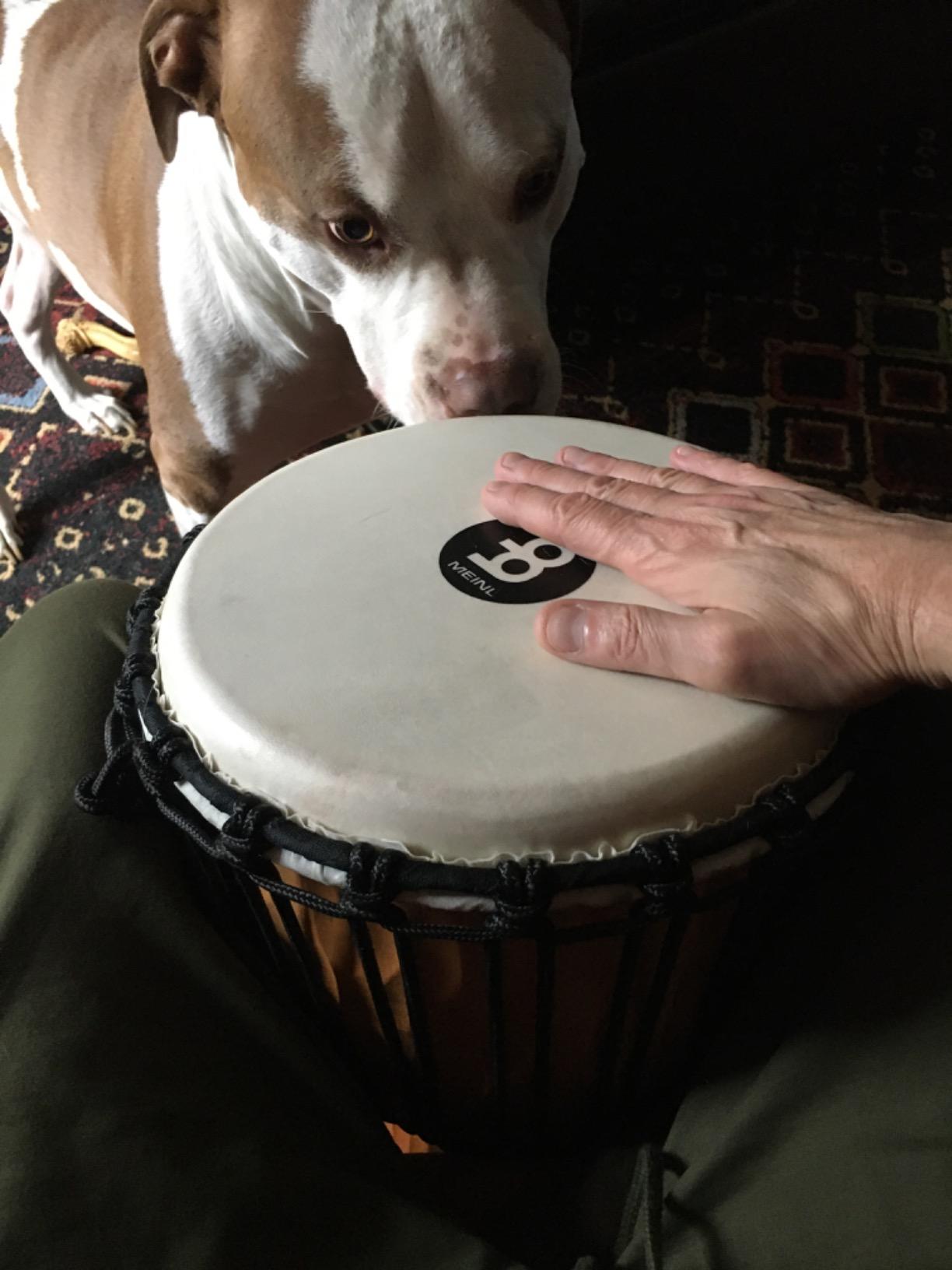 Meinl Percussion Djembe Drum 10