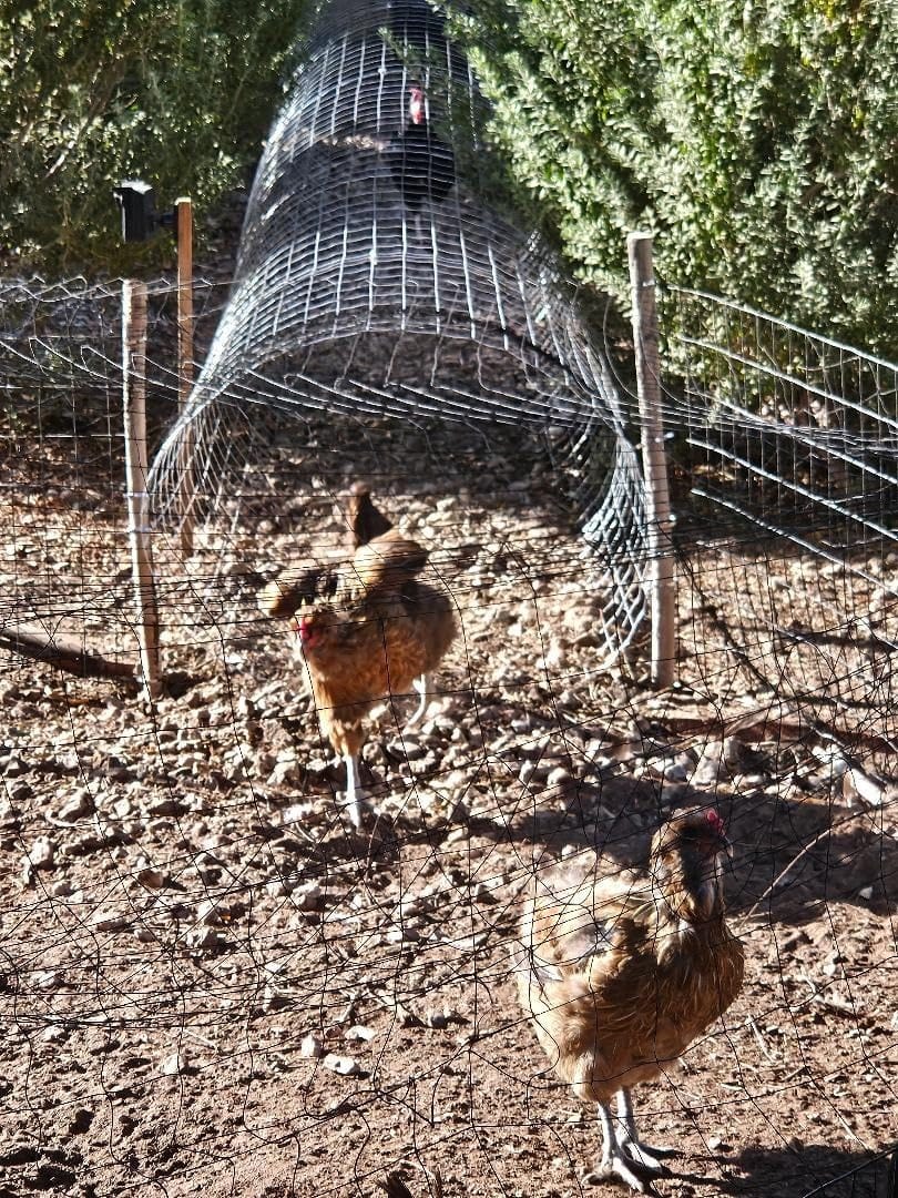 YARDGARD 2 in. x 4 in. Mesh Welded Wire Fence Roll, 48 in. x 50 ft., 14-Gauge Galvanized Steel Fence for Animal Enclosures, Garden Protection and Property Fencing, Rabbit Control and Utility Fence customer photo 2