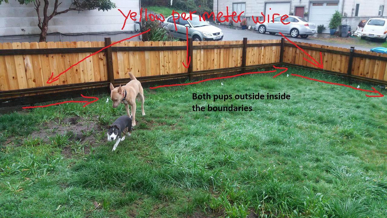PetSafe Basic In-Ground Fence, Up to 1/3 Acre | Tone-Only Mode Plus 4 Static Levels, Includes 500 Ft Wire, Expandable up to 5 Acres, DIY Weekend Install, Pets 8lb+ customer photo 2