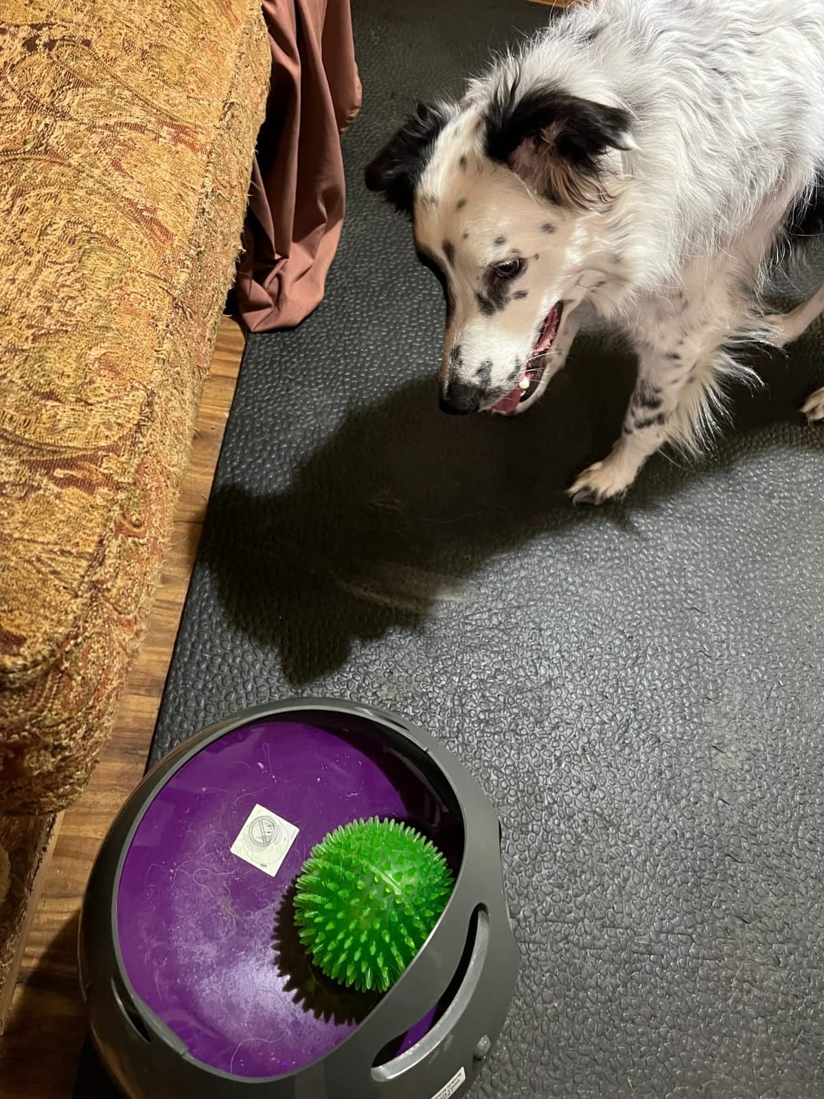 PetSafe Automatic Dog Ball Launcher | Launches 8-30 Ft with 9 Distance and 6 Angle Settings, Motion Sensors Protect up to 7 Ft, Auto Sleep After 15 Minutes of Play customer photo 1