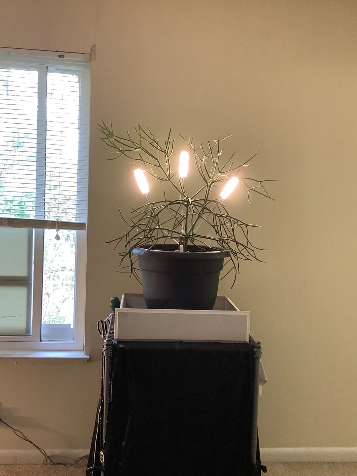 Bloem AP20908 Ariana Self Watering Planter 20