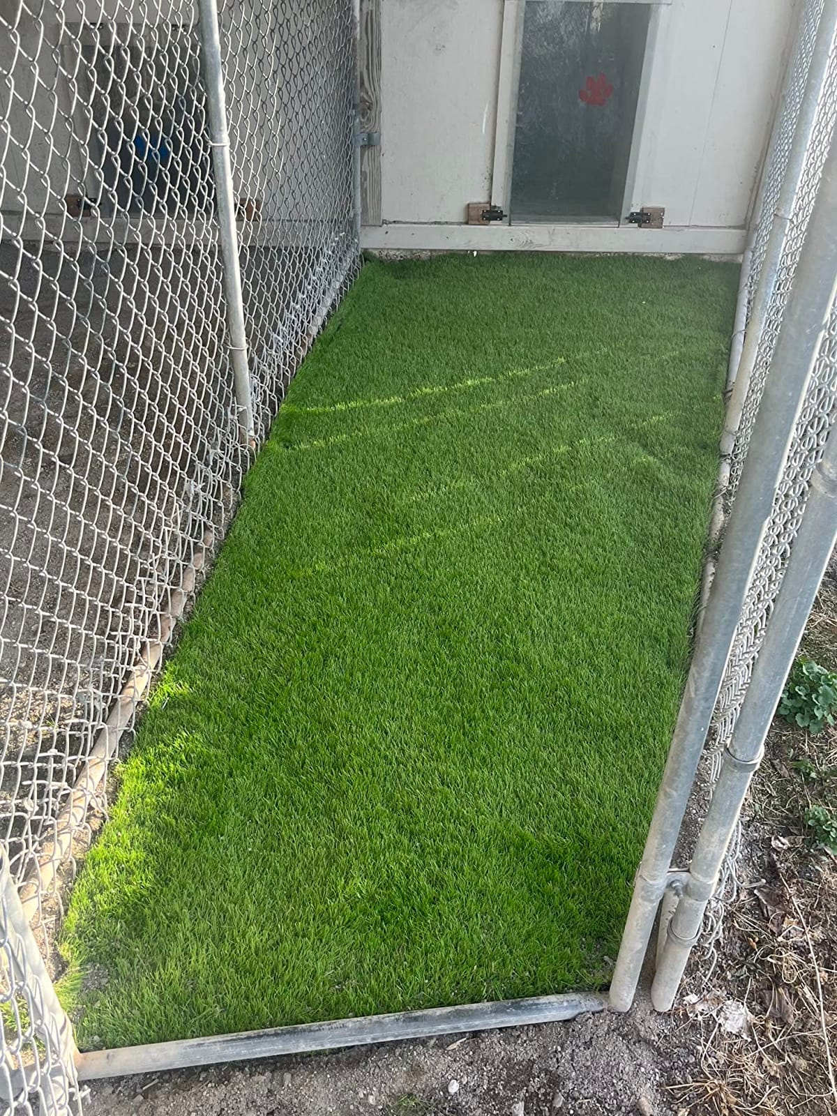 Artificial Grass Turf 12FTX20FT, 1.38inch 4 Tone Realistic Synthetic Thick Fake Faux Grass Rug Astroturf Carpet Landscape for Dogs Indoor Outdoor Garden Lawn Mat, with Drainage Holes customer photo 1