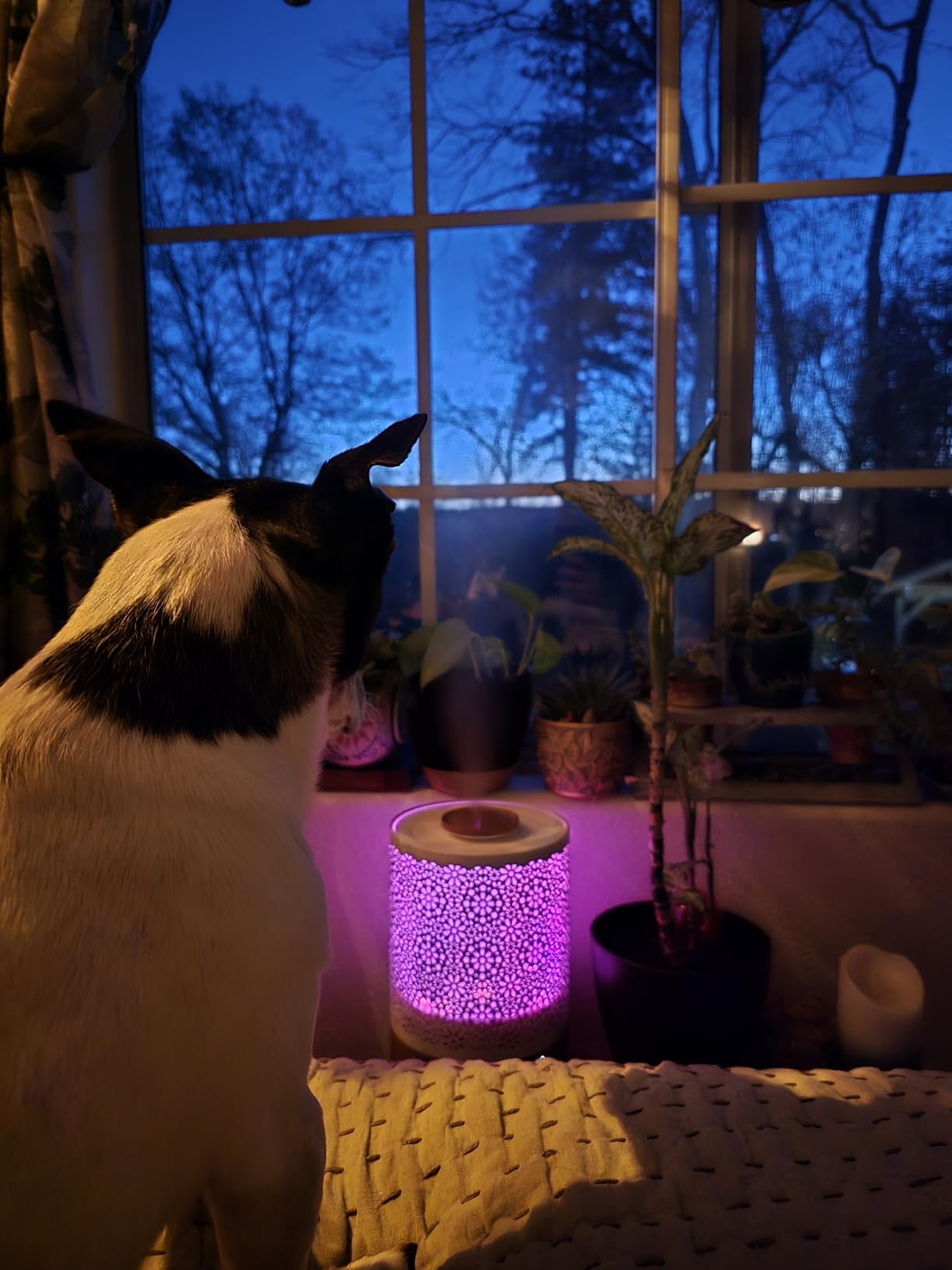 BlueHills 2500 ML XL Essential Oil Diffuser for Large Room Aroma Humidifier Home Decor Bed Baby Room Big Huge 2.5 L Capacity Long Run Color Lights Decorative Design High Mist Dark Wood Grain F004 customer photo 1